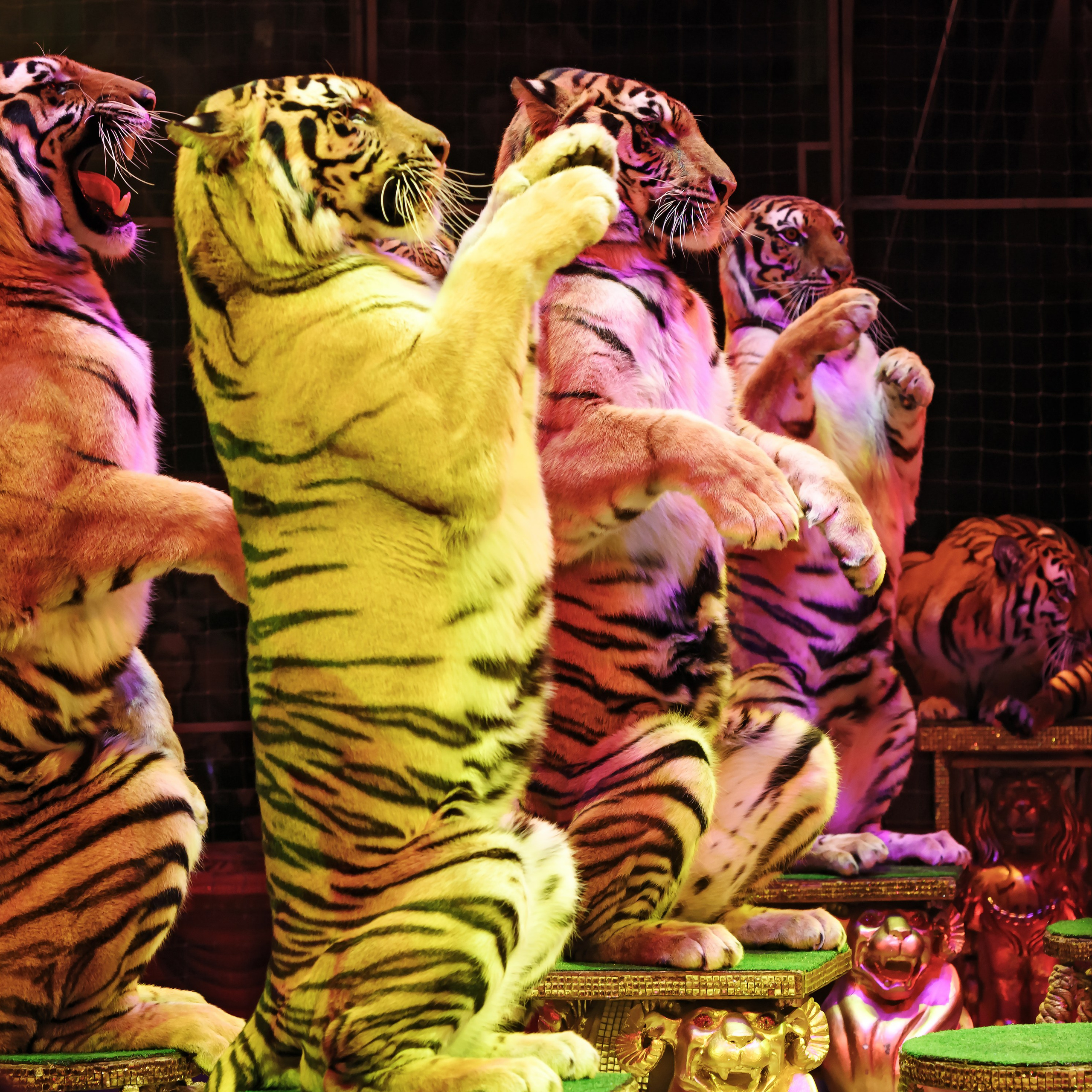 ГРАНДИОЗНОЕ ЦИРКОВОЕ ШОУ ЗАСЛУЖЕННОГО АРТИСТА РОССИИ ГИИ ЭРАДЗЕ. Фотограф Андрей Пухов (Jazz)