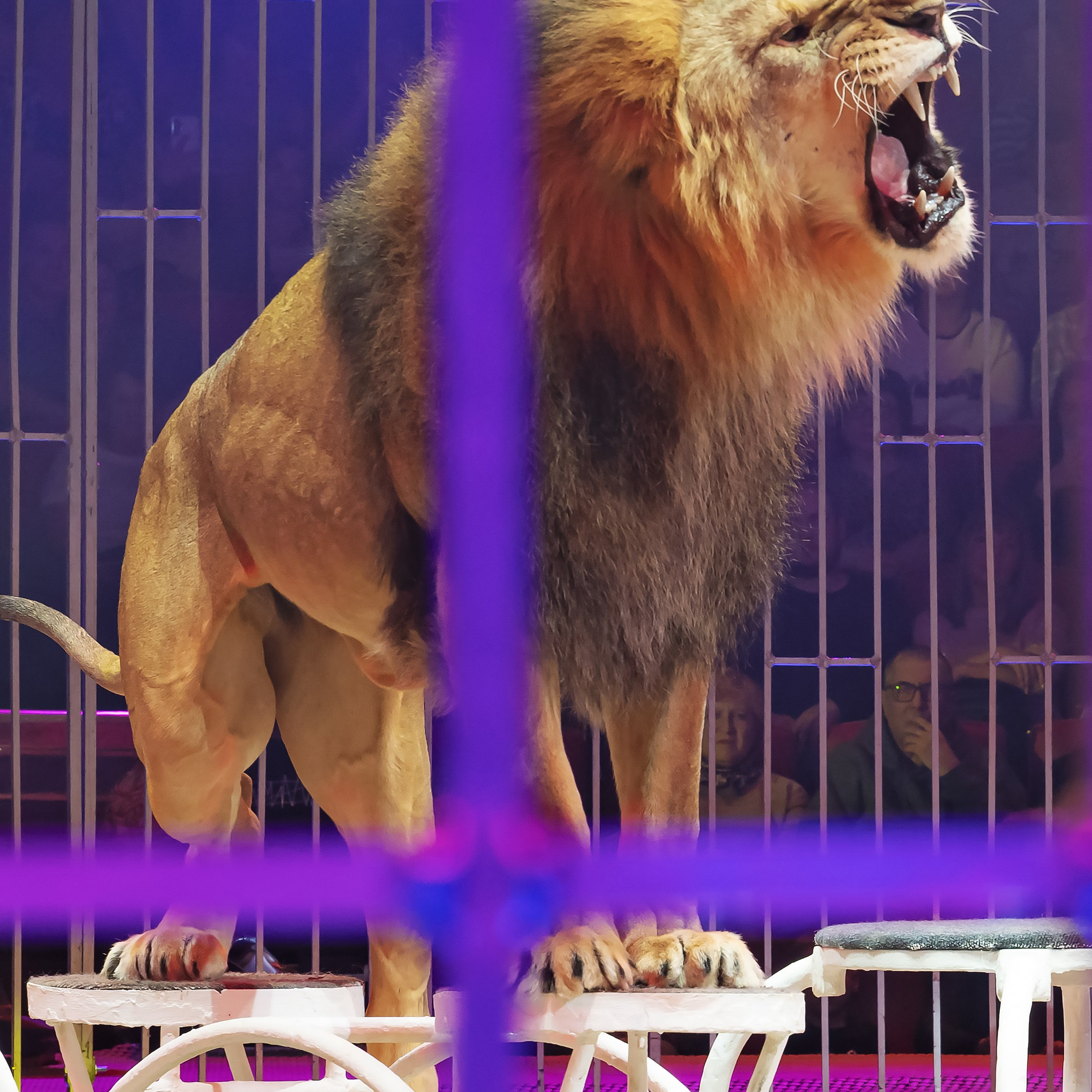 Шоу фонтанов «Принц цирка» 🎪 09.11.2024. Фотограф Андрей Пухов (Jazz)