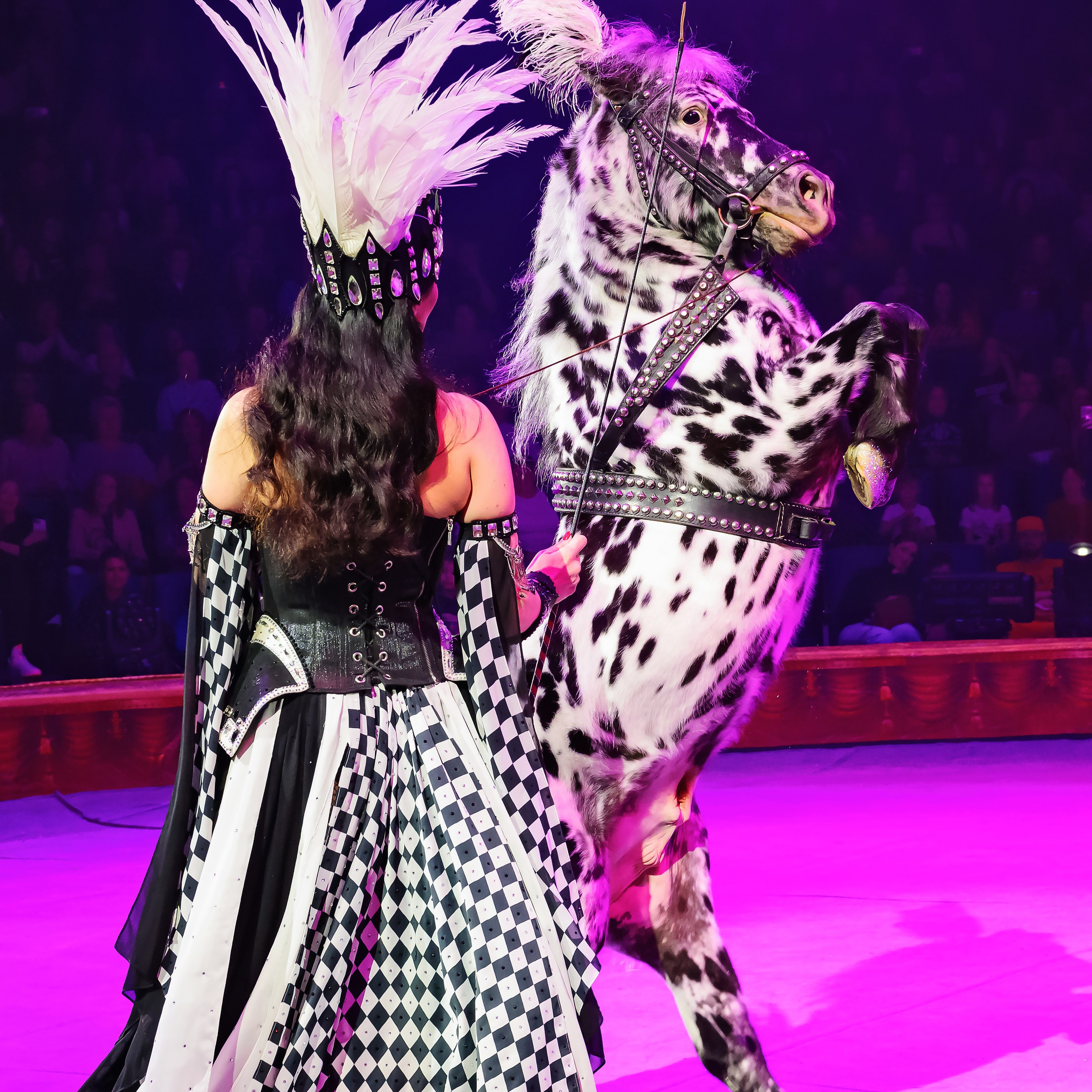 Royal Circus (новые номера). Фотограф Андрей Пухов (Jazz)