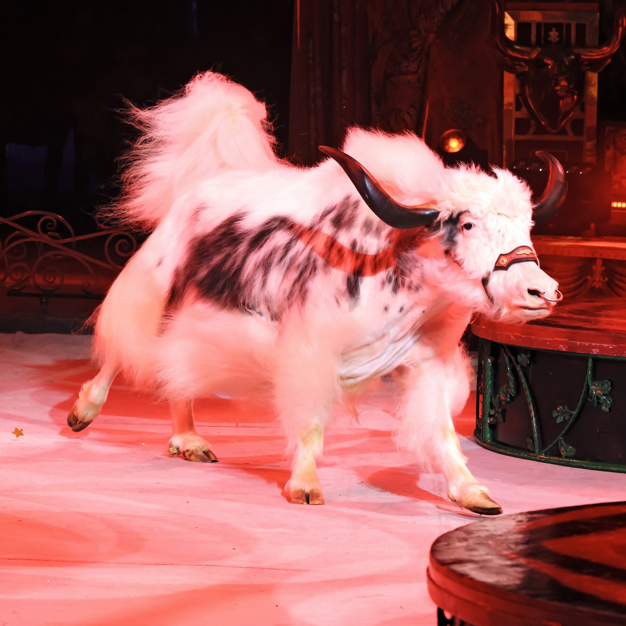 ГРАНДИОЗНОЕ ЦИРКОВОЕ ШОУ ЗАСЛУЖЕННОГО АРТИСТА РОССИИ ГИИ ЭРАДЗЕ. Фотограф Андрей Пухов (Jazz)