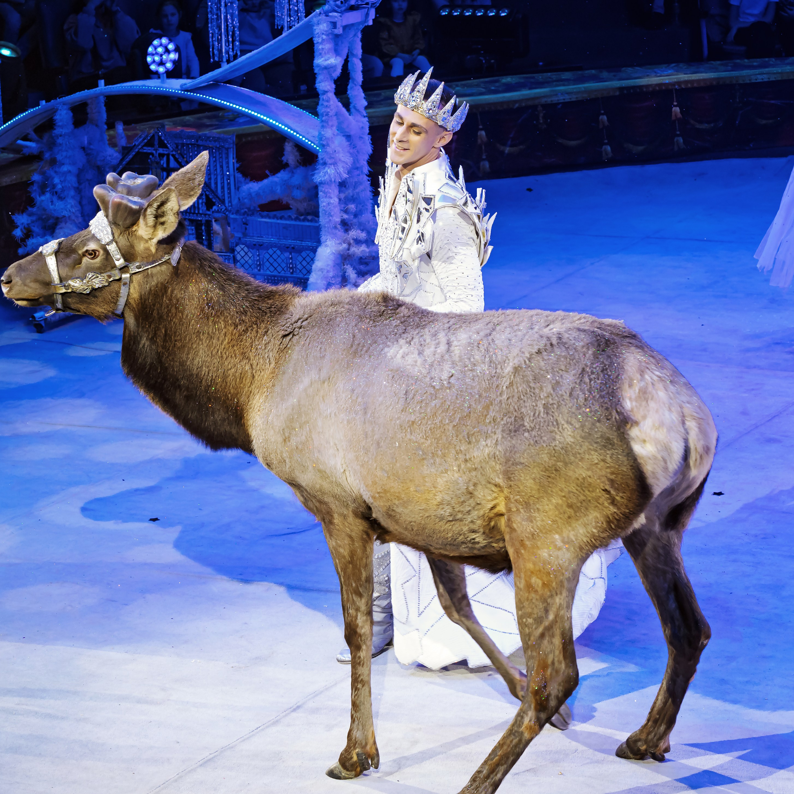 Королевский цирк ПРЕМЬЕРА НН. Фотограф Андрей Пухов (Jazz)