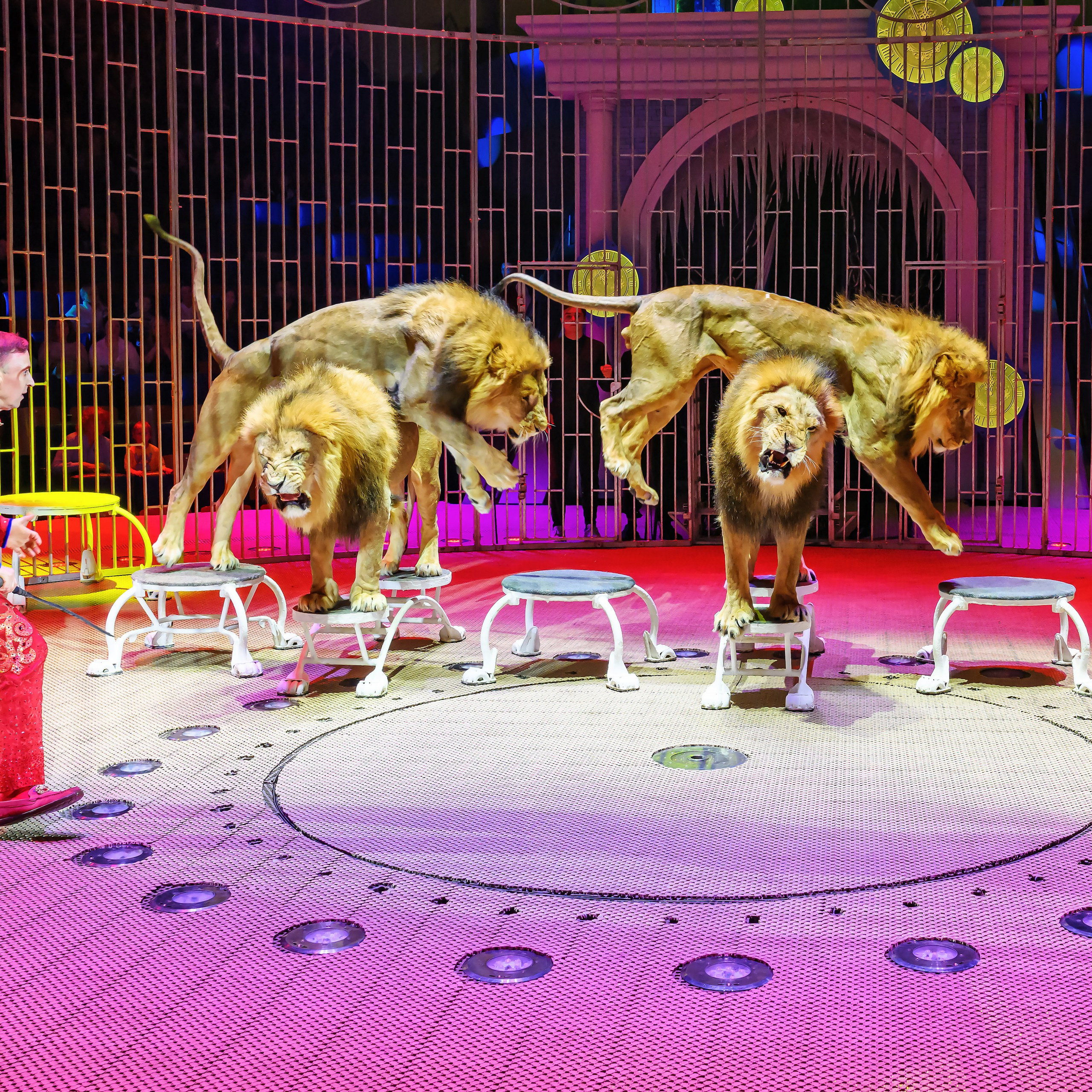 «13 месяцев. Шоу ледяных фонтанов»❄💙. Фотограф Андрей Пухов (Jazz)