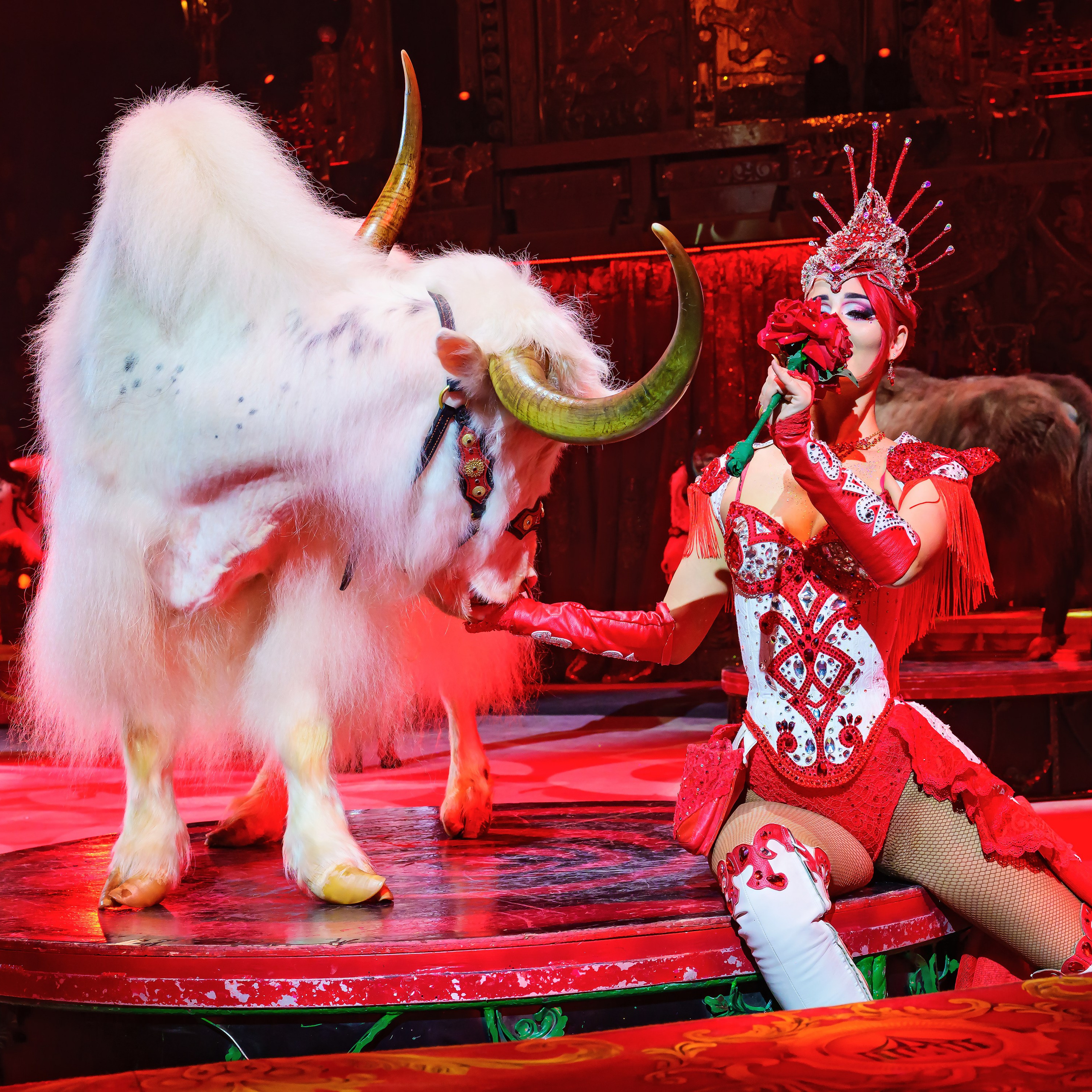 Royal Circus (новые номера). Фотограф Андрей Пухов (Jazz)