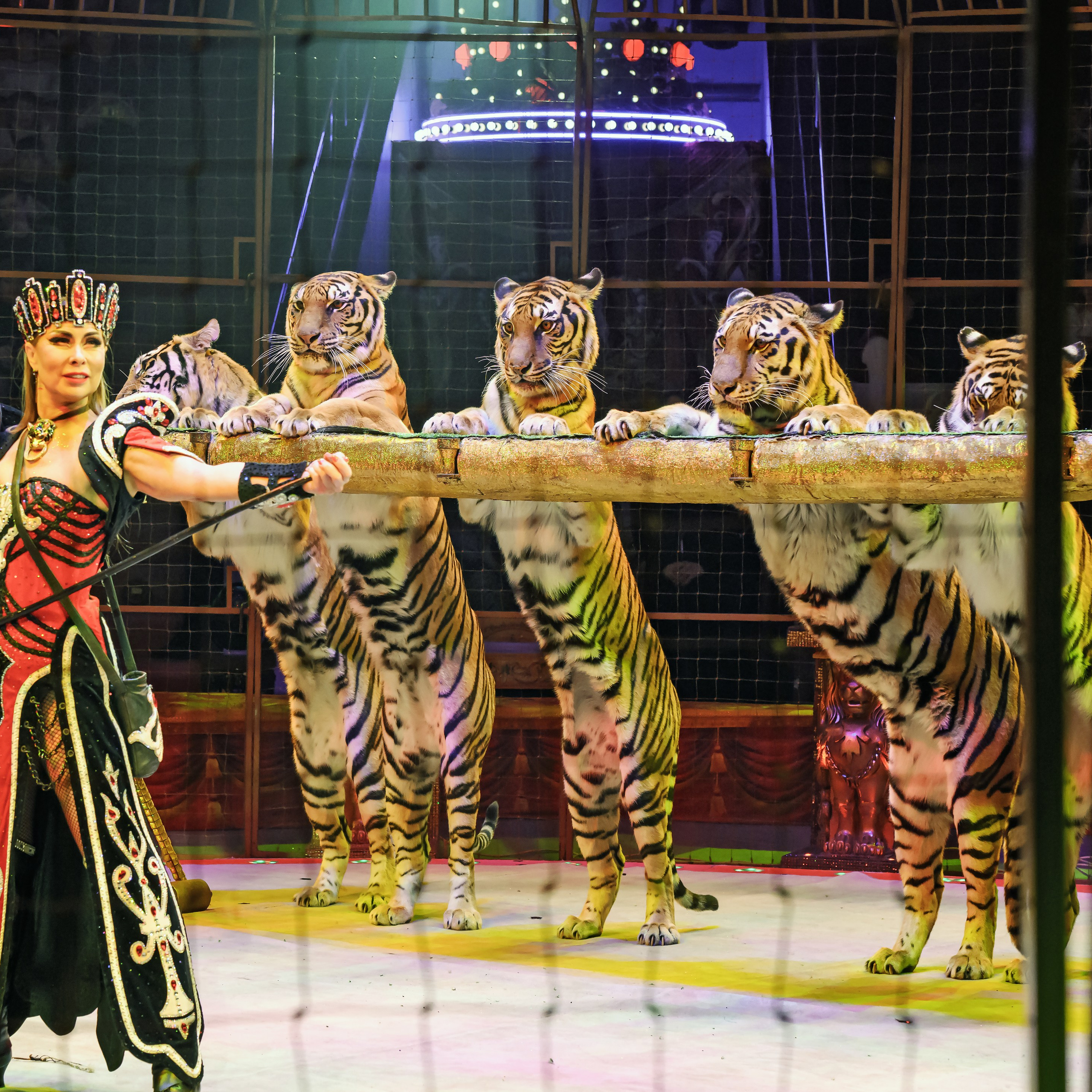 ГРАНДИОЗНОЕ ЦИРКОВОЕ ШОУ ЗАСЛУЖЕННОГО АРТИСТА РОССИИ ГИИ ЭРАДЗЕ. Фотограф Андрей Пухов (Jazz)