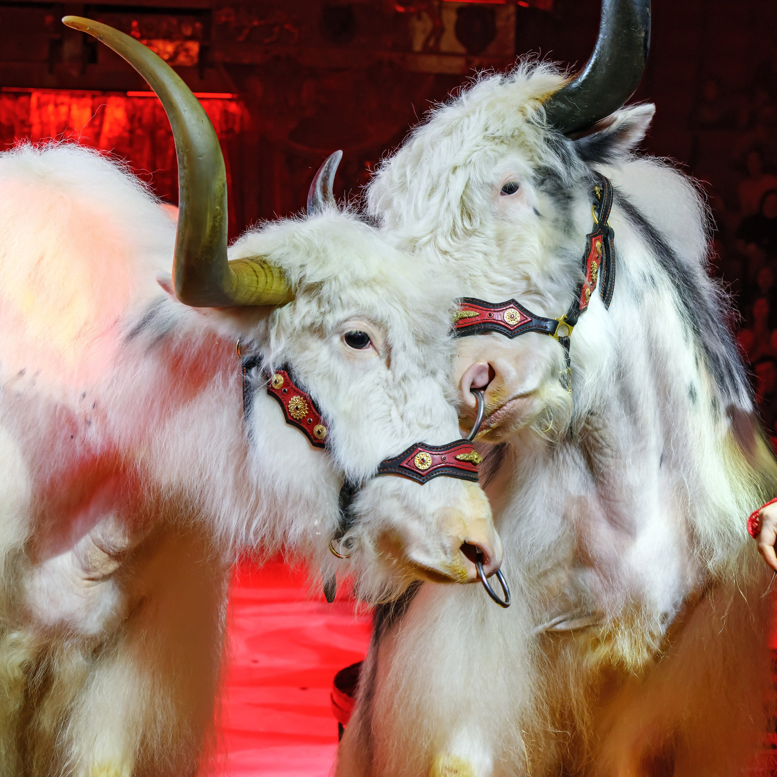 ГРАНДИОЗНОЕ ЦИРКОВОЕ ШОУ ЗАСЛУЖЕННОГО АРТИСТА РОССИИ ГИИ ЭРАДЗЕ. Фотограф Андрей Пухов (Jazz)