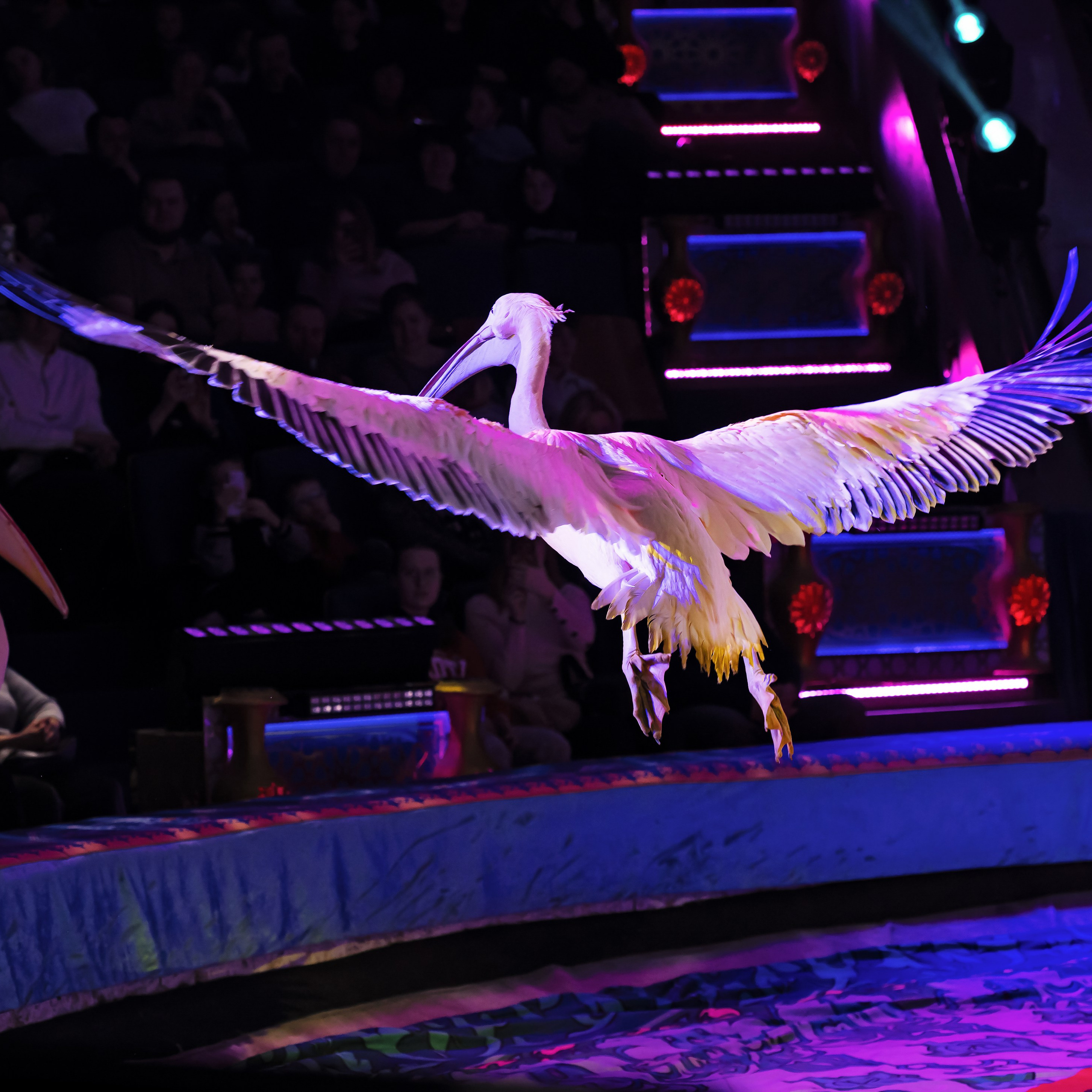 Песчаная сказка — Нижегородский Государственный Цирк (Премьера). Цирковой фотограф Андрей Пухов (Jazz)