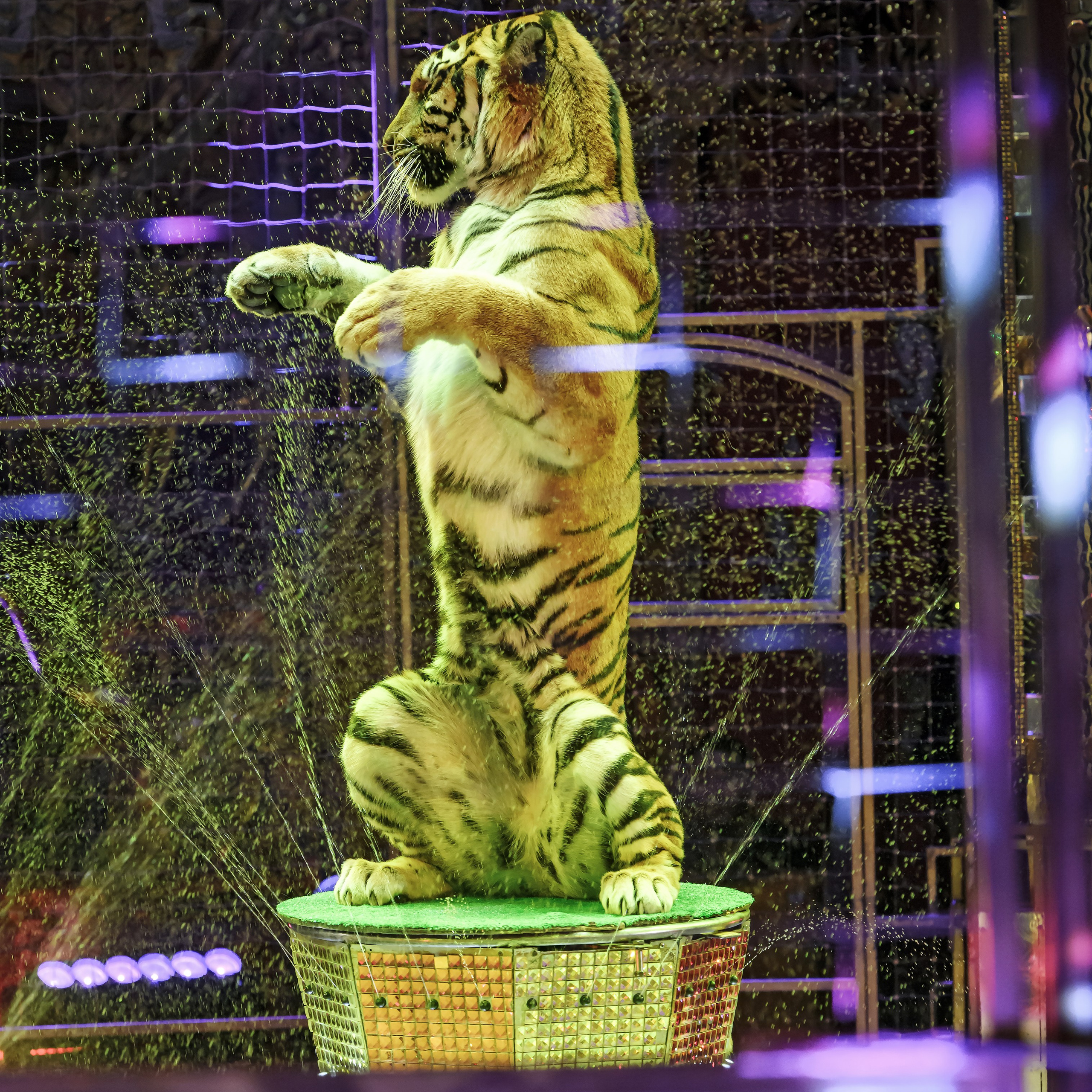 Королевский цирк ПРЕМЬЕРА НН. Фотограф Андрей Пухов (Jazz)