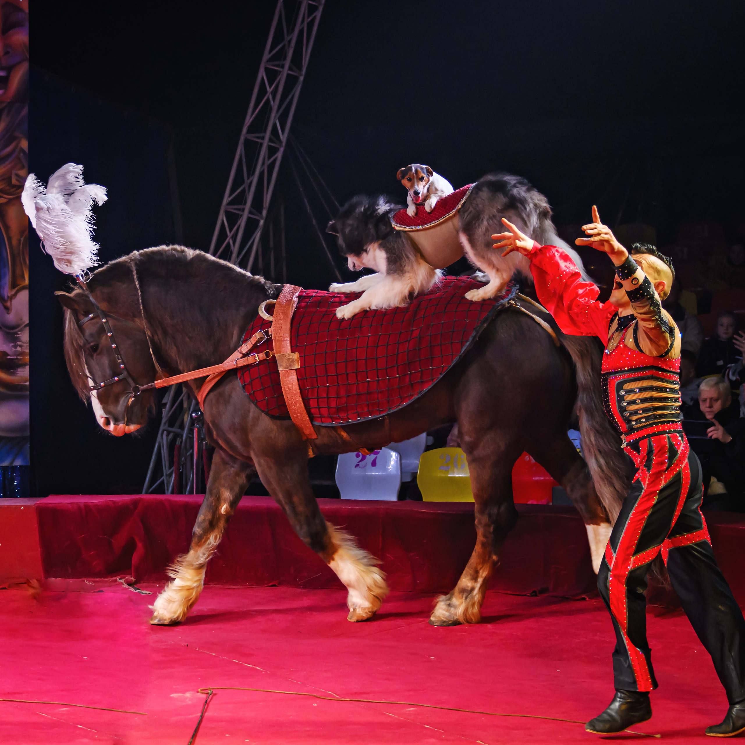 Международный цирк"HAPPY CIRCUS». Фотограф Андрей Пухов (Jazz)