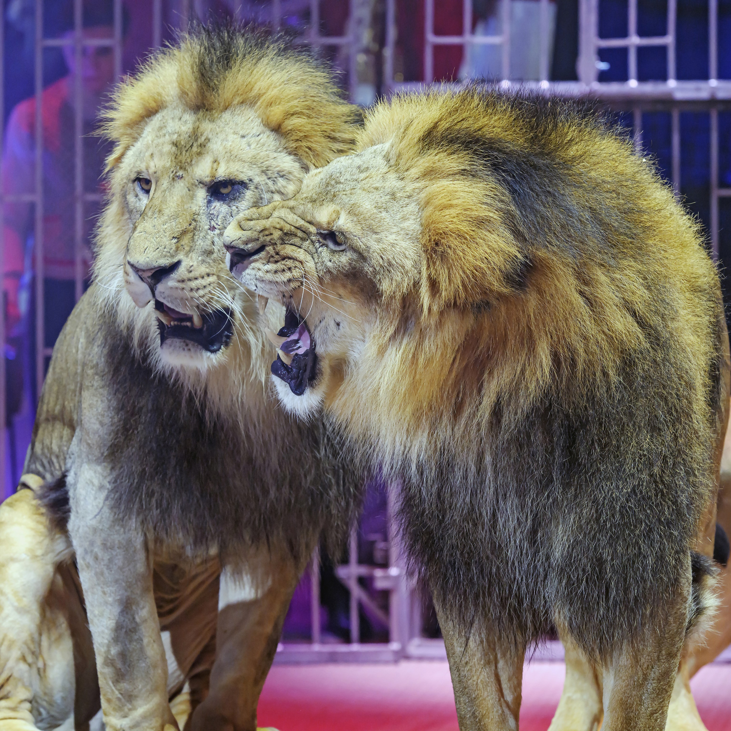 Принц Цирка (Продюсерский центр Влада Гончарова)🎪🦁. Фотограф Андрей Пухов (Jazz)