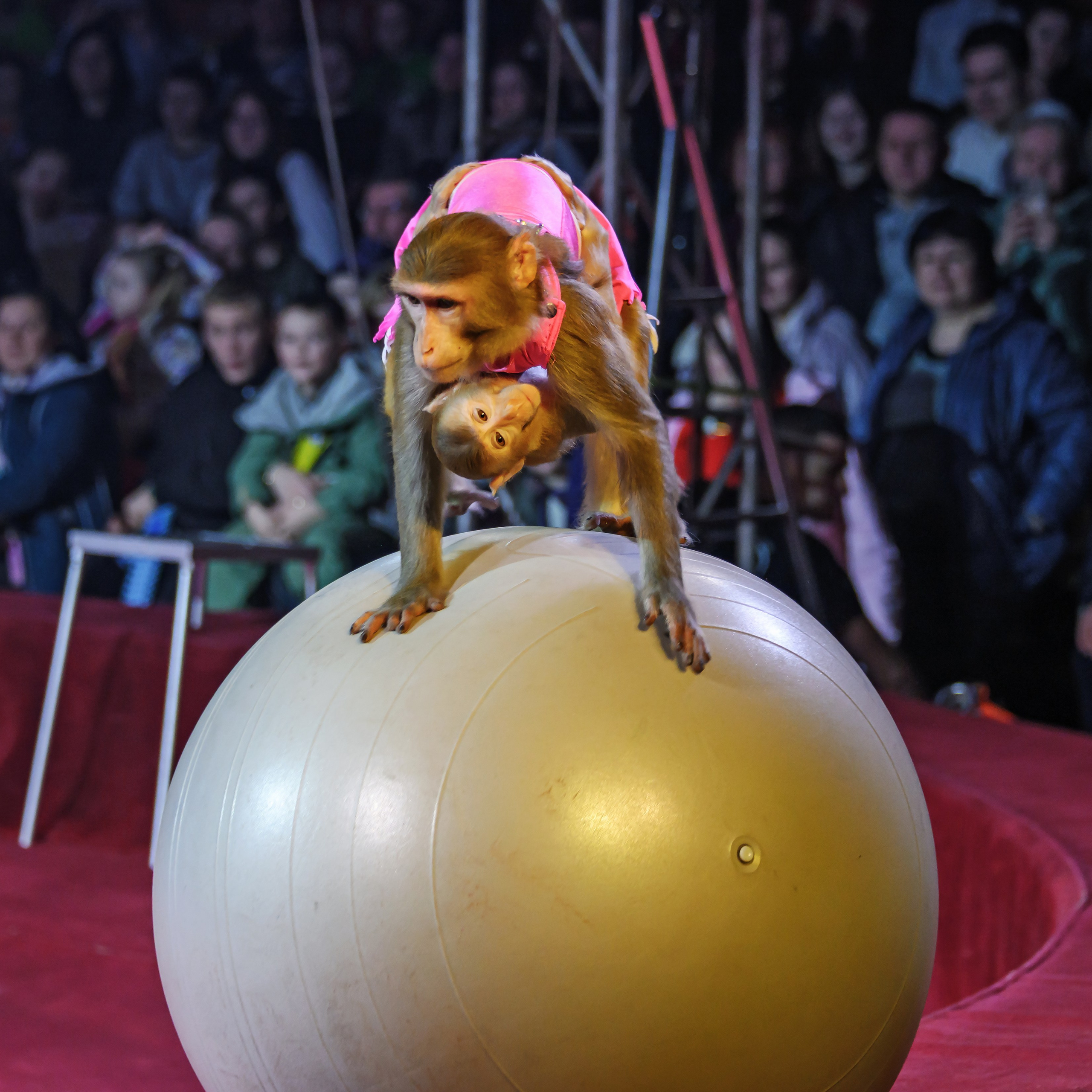 Международный цирк"HAPPY CIRCUS». Фотограф Андрей Пухов (Jazz)