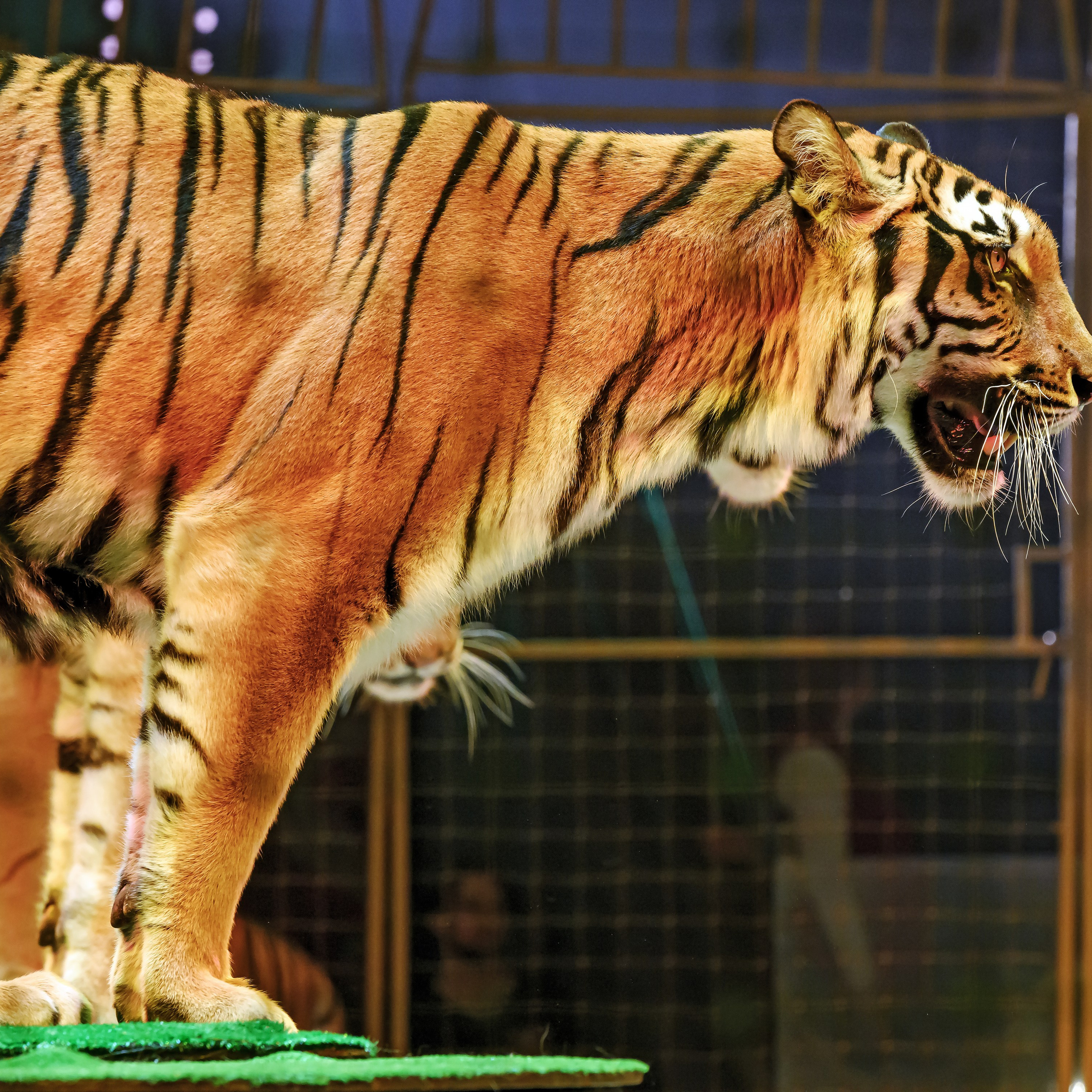 ГРАНДИОЗНОЕ ЦИРКОВОЕ ШОУ ЗАСЛУЖЕННОГО АРТИСТА РОССИИ ГИИ ЭРАДЗЕ. Фотограф Андрей Пухов (Jazz)