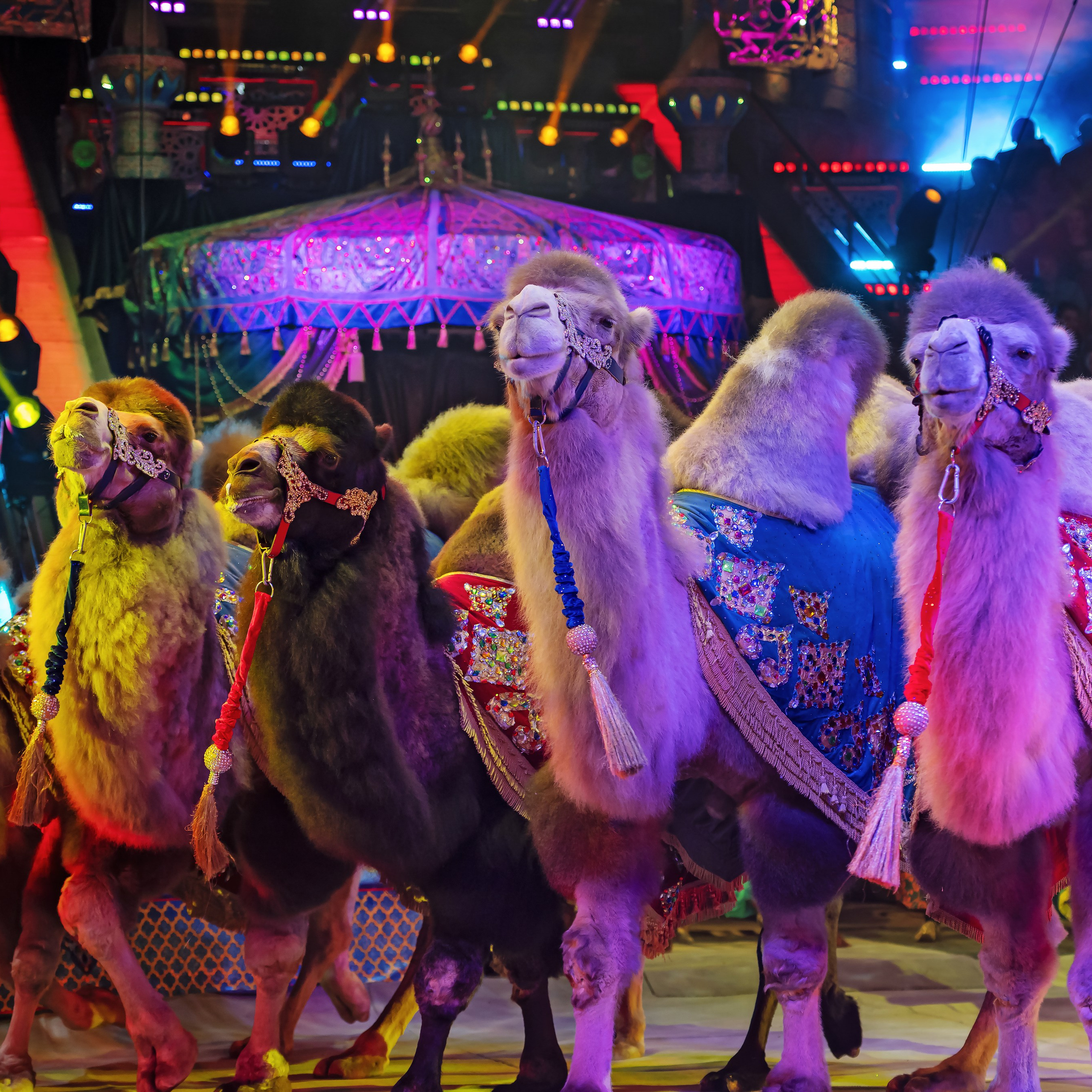 Песчаная сказка — Нижегородский Государственный Цирк (Премьера). Цирковой фотограф Андрей Пухов (Jazz)