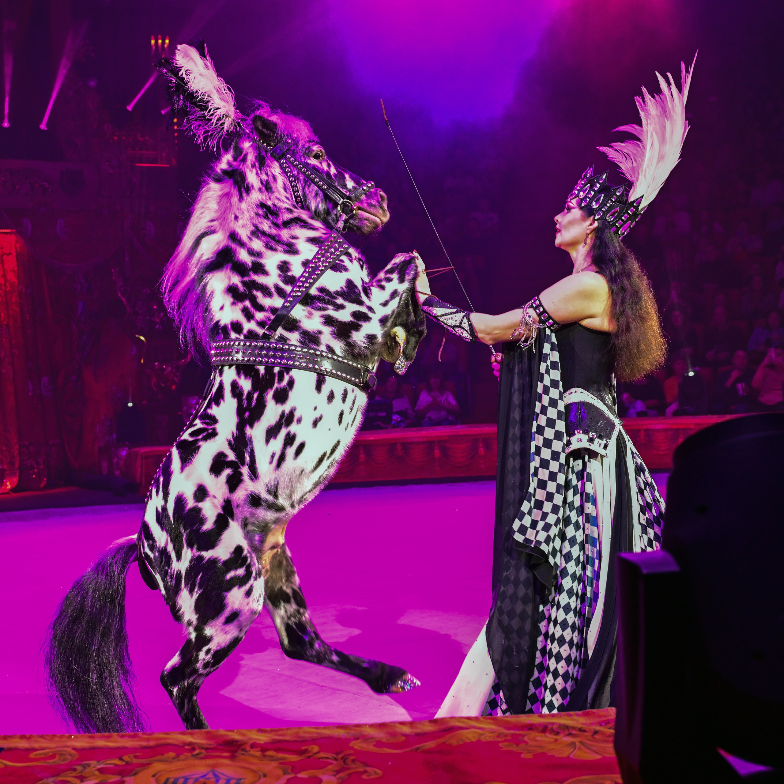Шоу «Королевский цирк». Фотограф Андрей Пухов (Jazz)