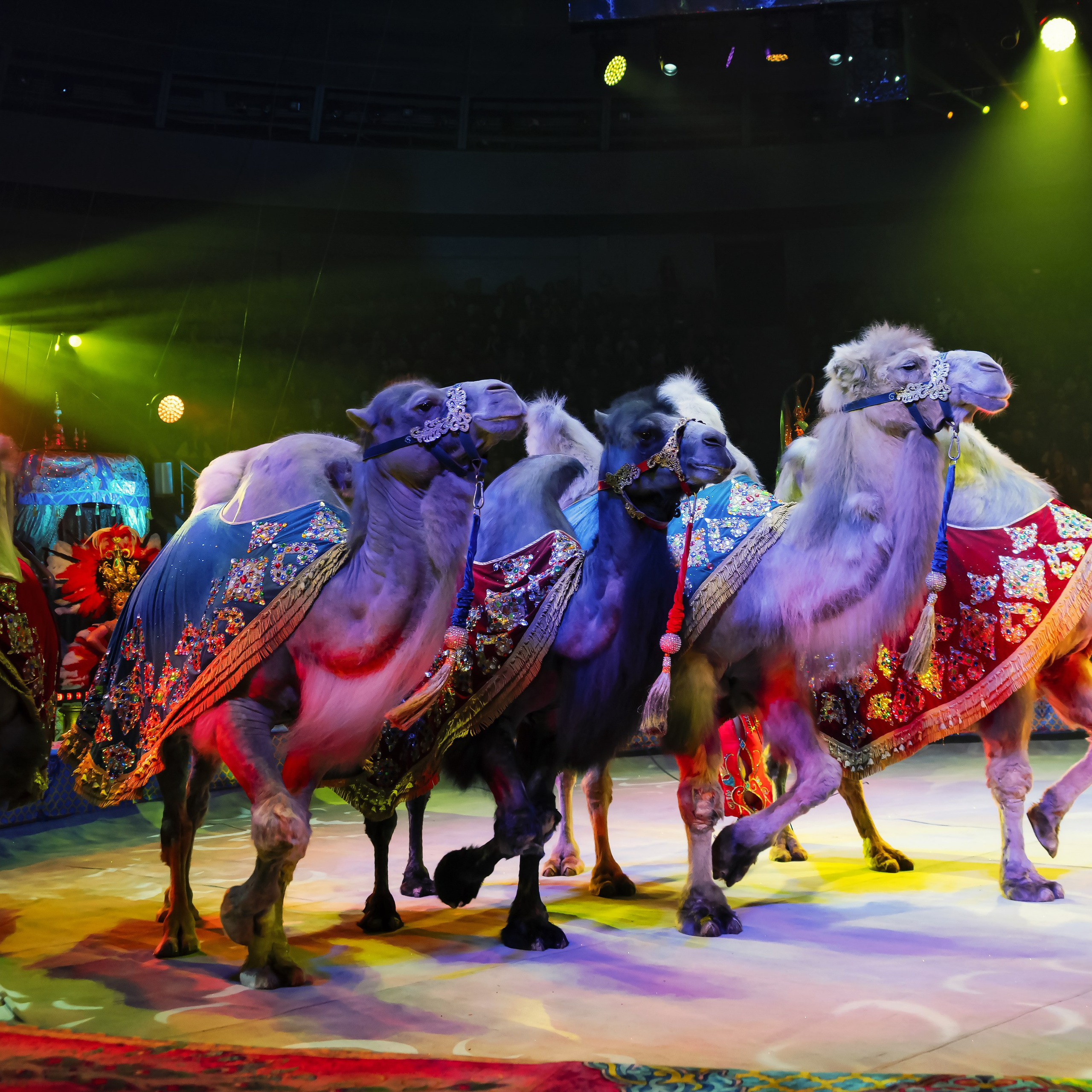 «С окончанием» шоу «Песчаная сказка» в Нижнем Новгороде. ✨🎪🐪. Цирковой фотограф Андрей Пухов (Jazz)