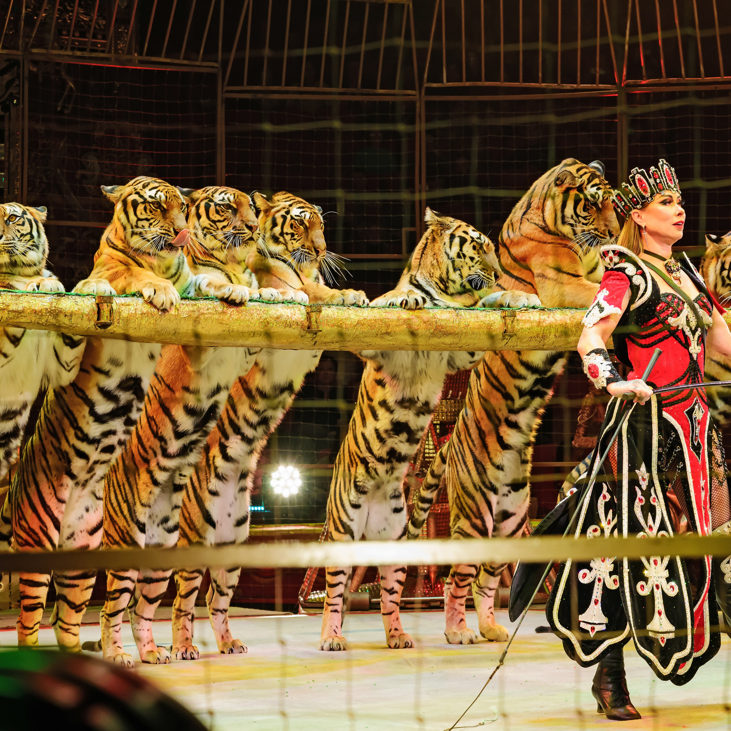 Royal Circus (новые номера). Фотограф Андрей Пухов (Jazz)