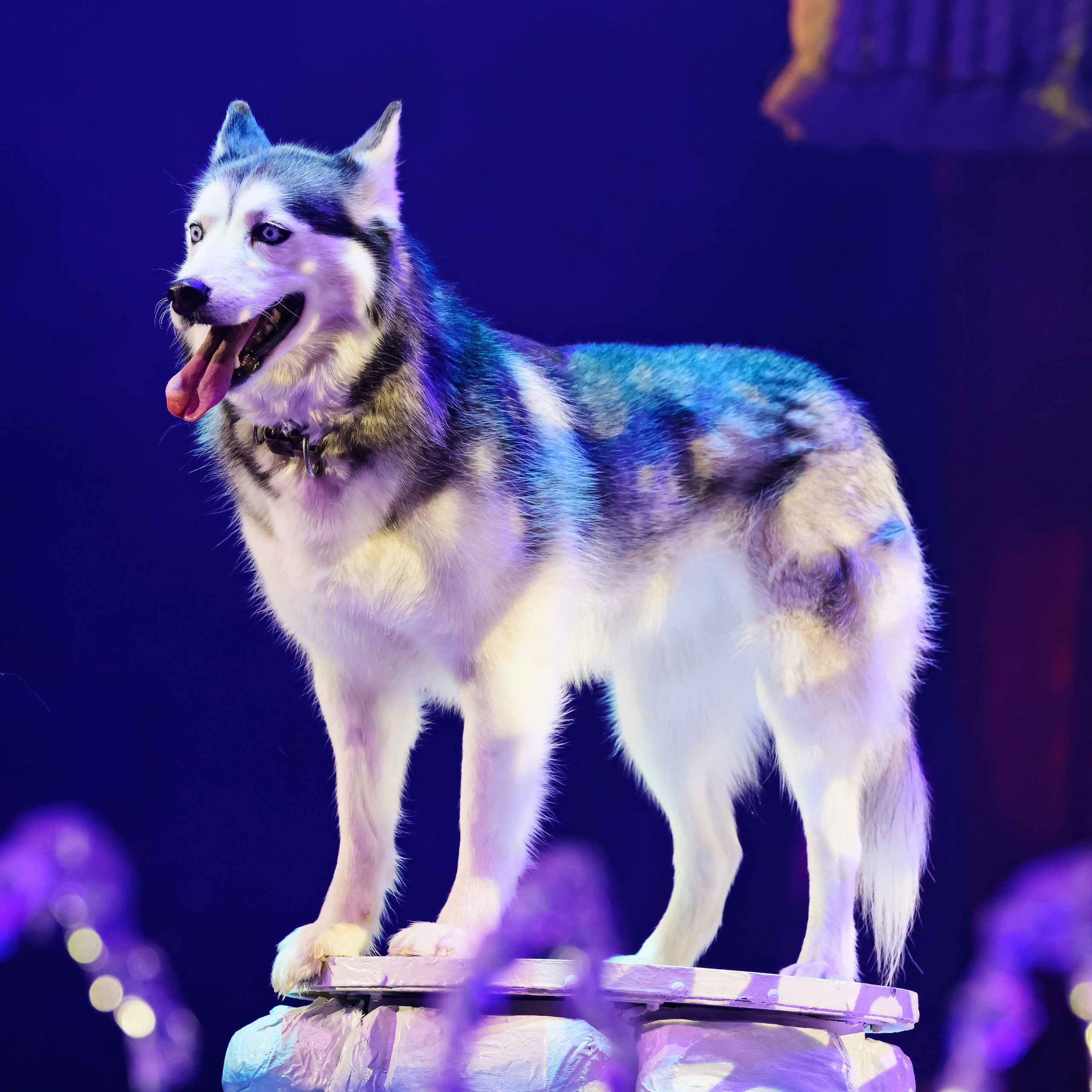 Принц Цирка (Продюсерский центр Влада Гончарова)🎪🦁. Фотограф Андрей Пухов (Jazz)