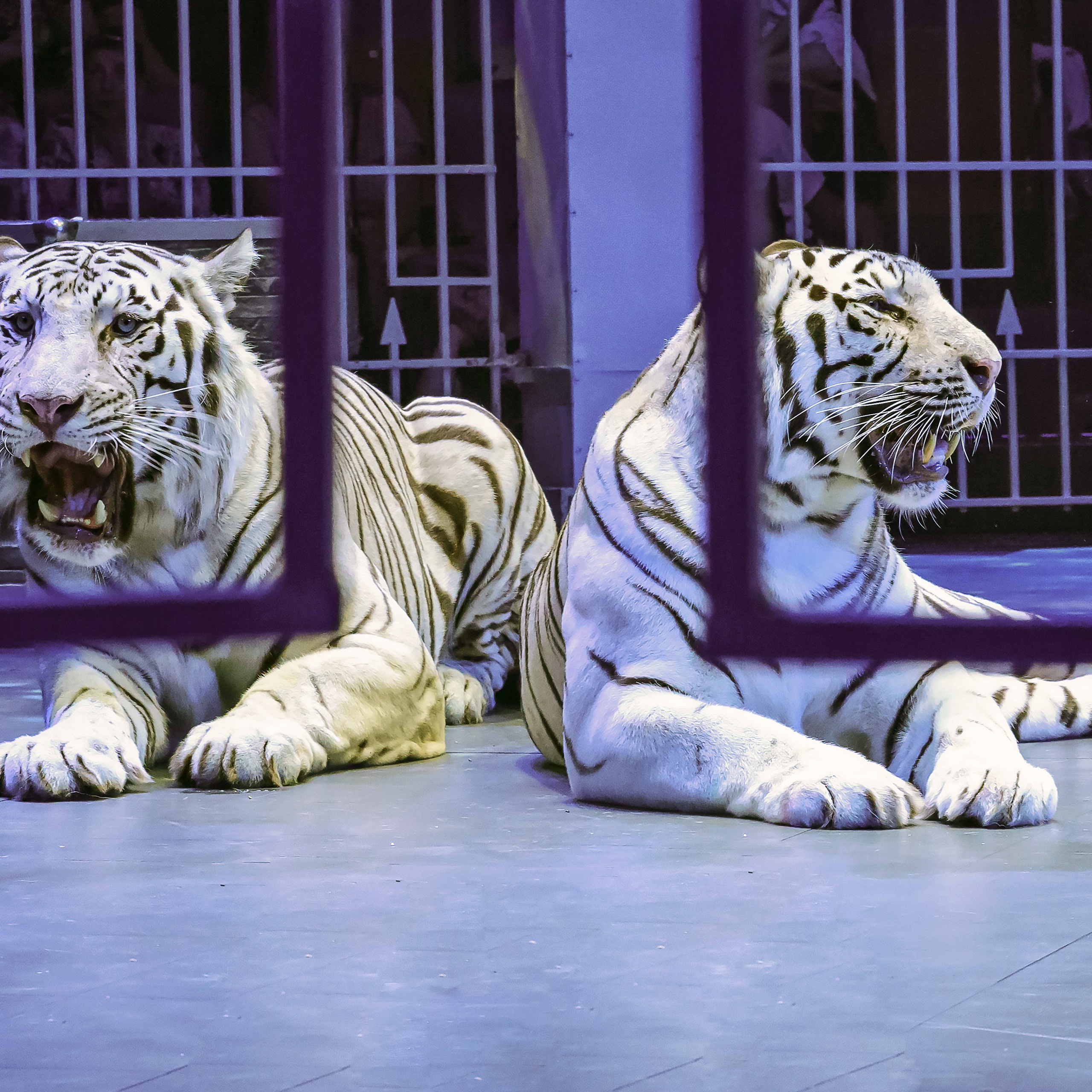 🍭Вкусное шоу «WOW»🍫. Фотограф Андрей Пухов (Jazz)