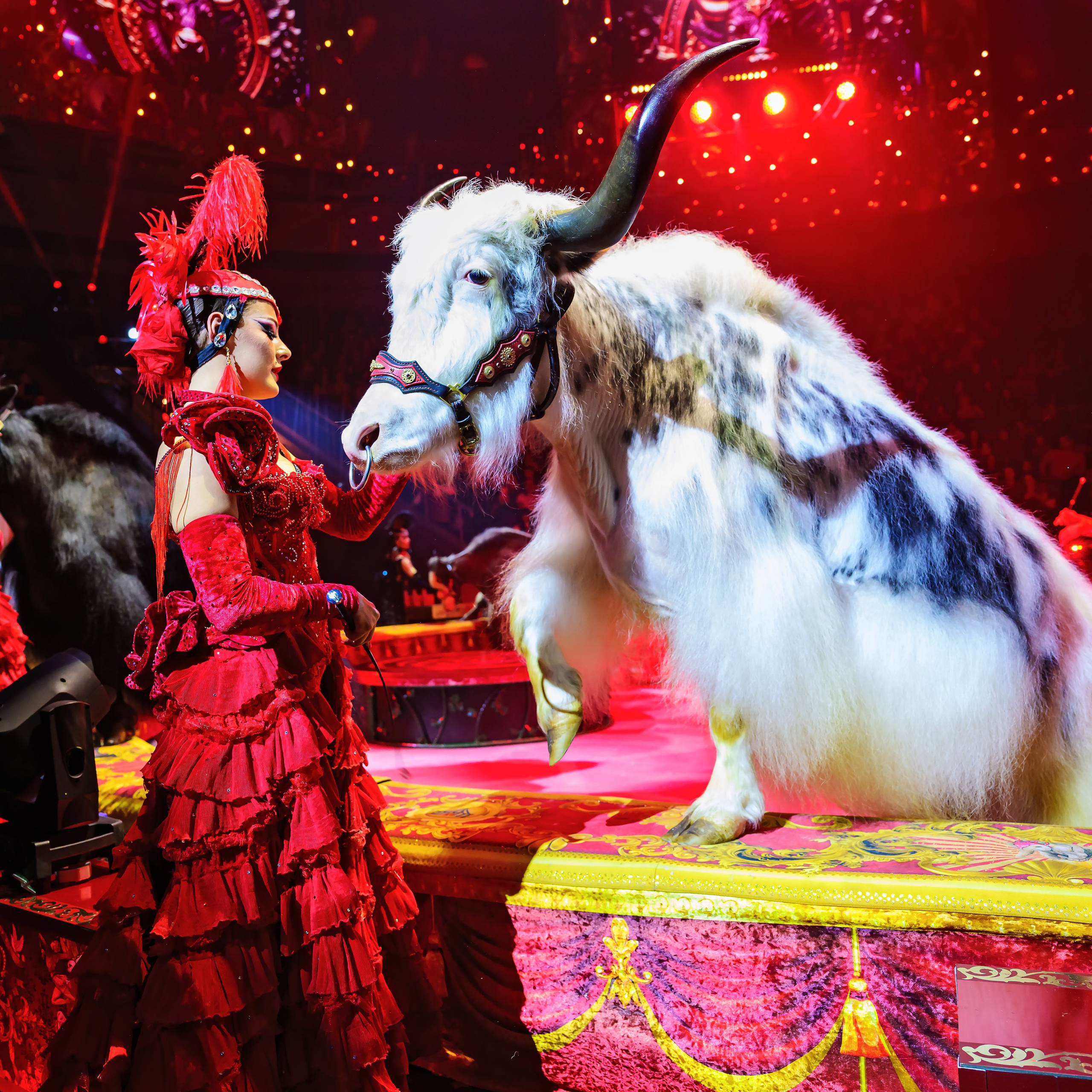 Royal Circus (новые номера). Фотограф Андрей Пухов (Jazz)