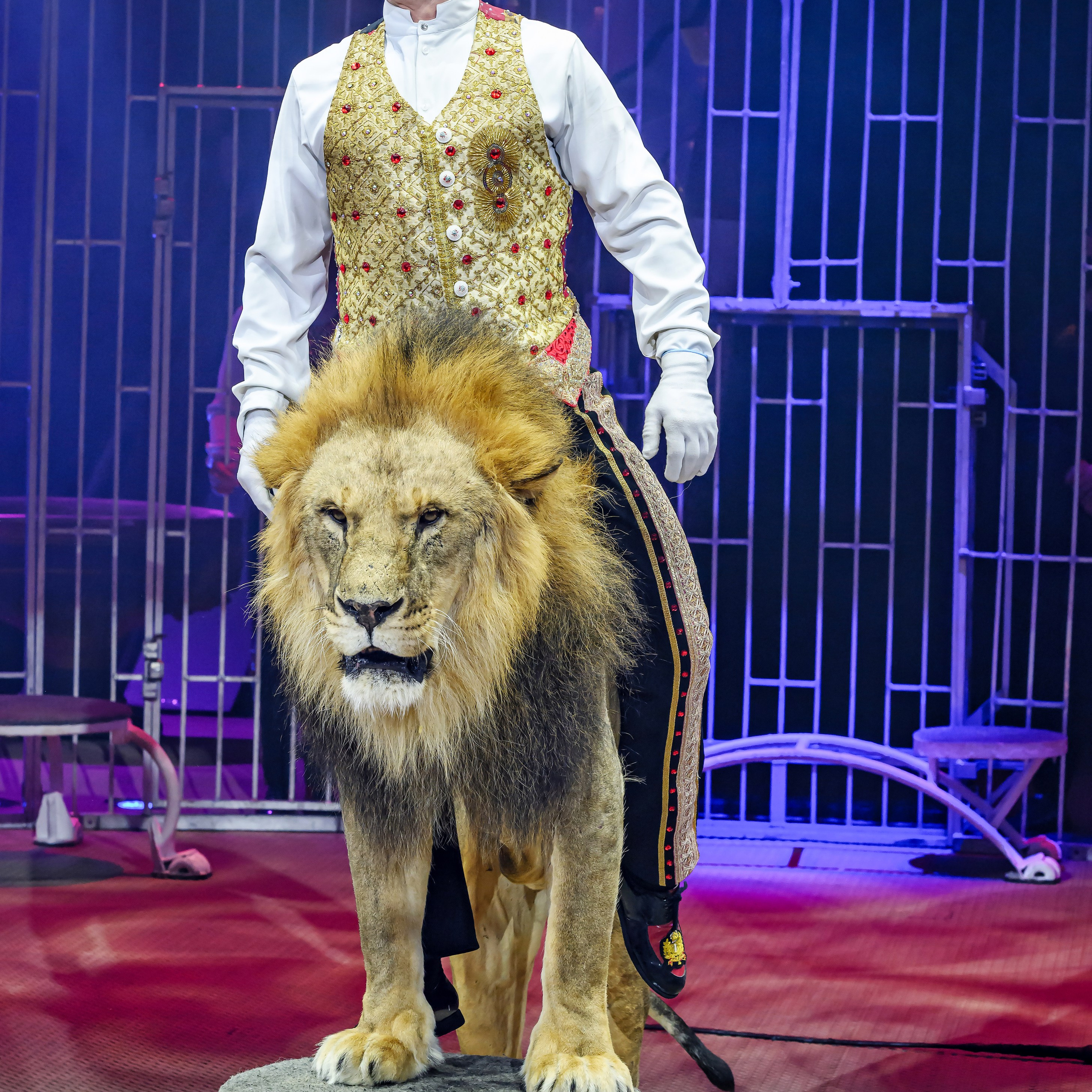 Принц Цирка (Продюсерский центр Влада Гончарова)🎪🦁. Фотограф Андрей Пухов (Jazz)