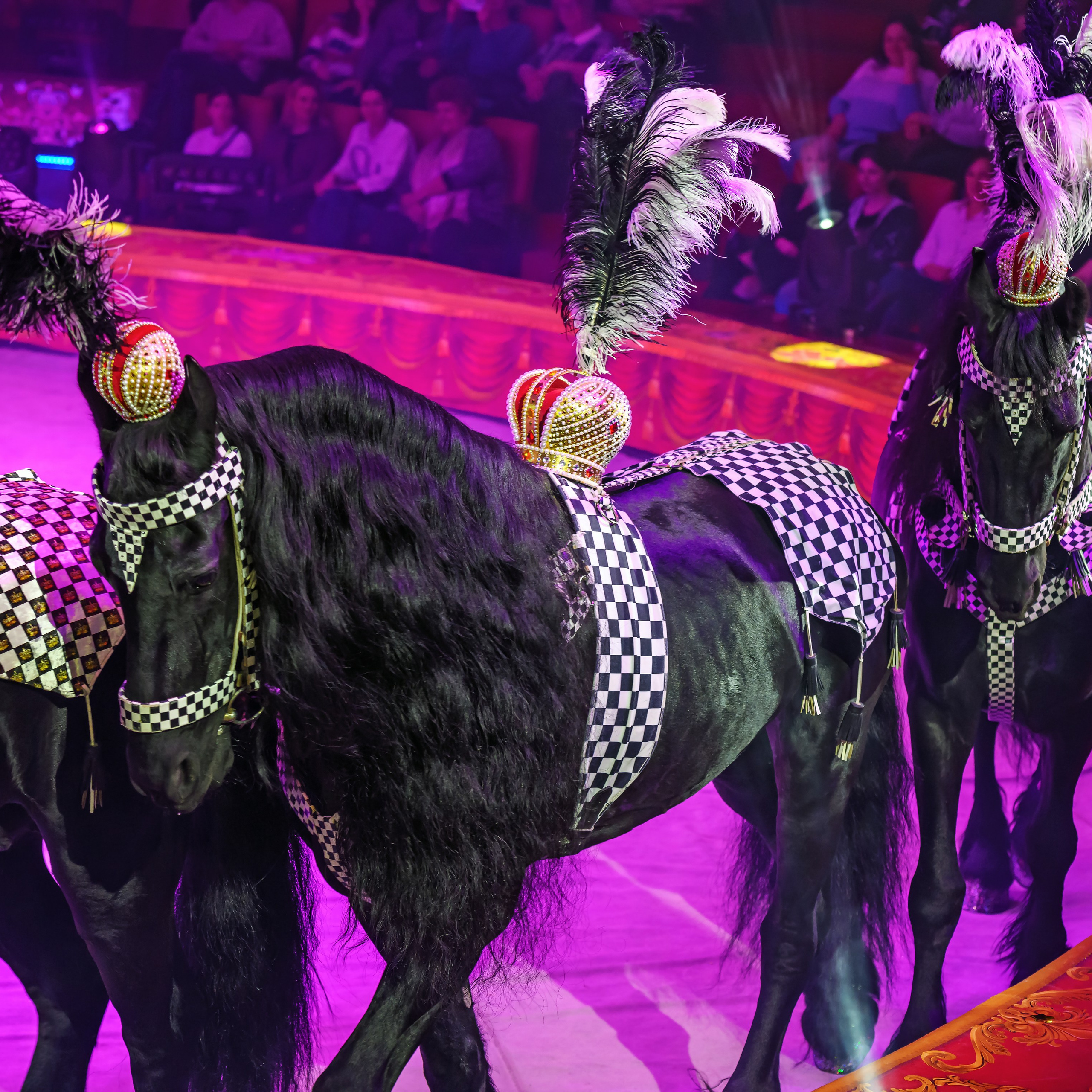 Королевский цирк ПРЕМЬЕРА НН. Фотограф Андрей Пухов (Jazz)