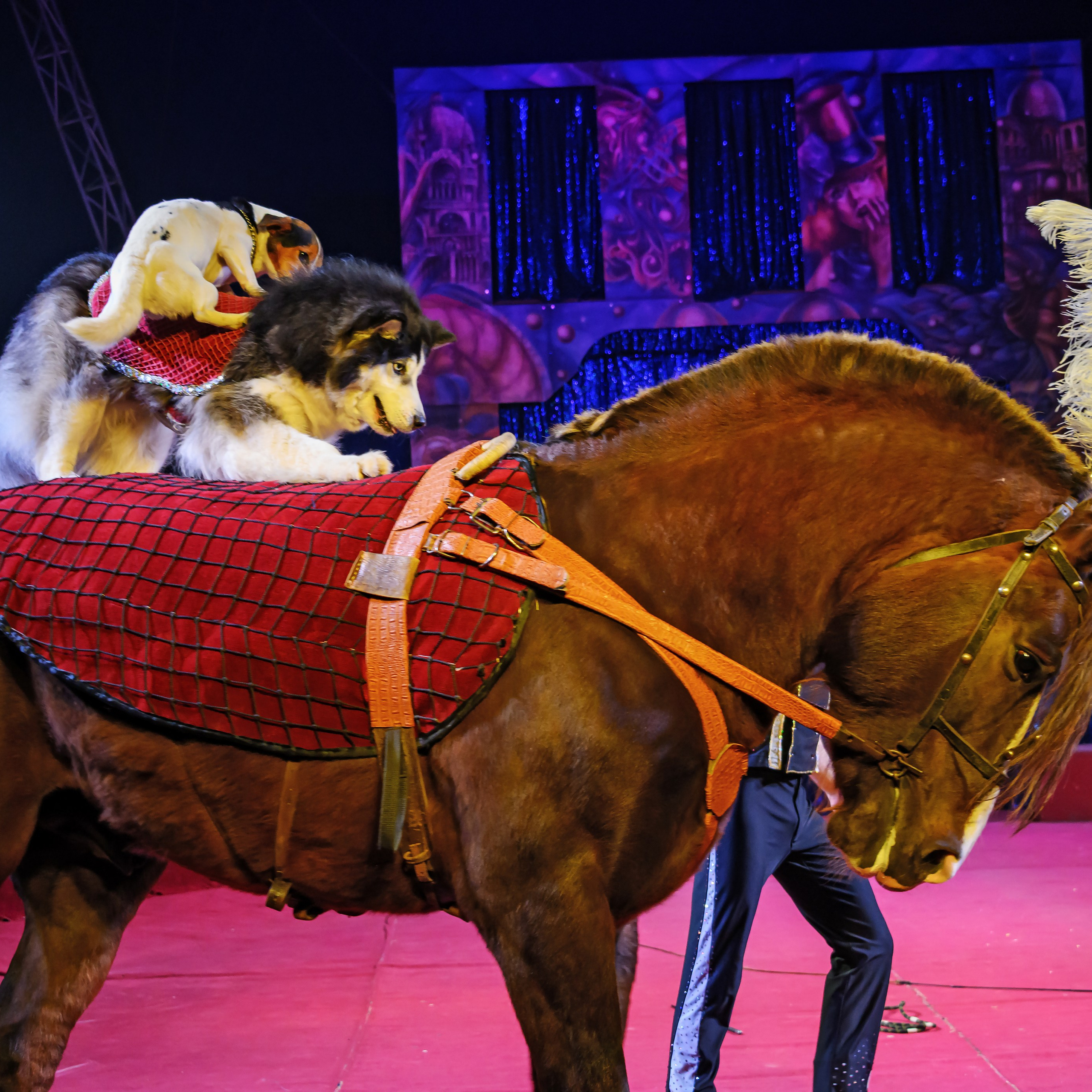 Международный цирк"HAPPY CIRCUS». Фотограф Андрей Пухов (Jazz)