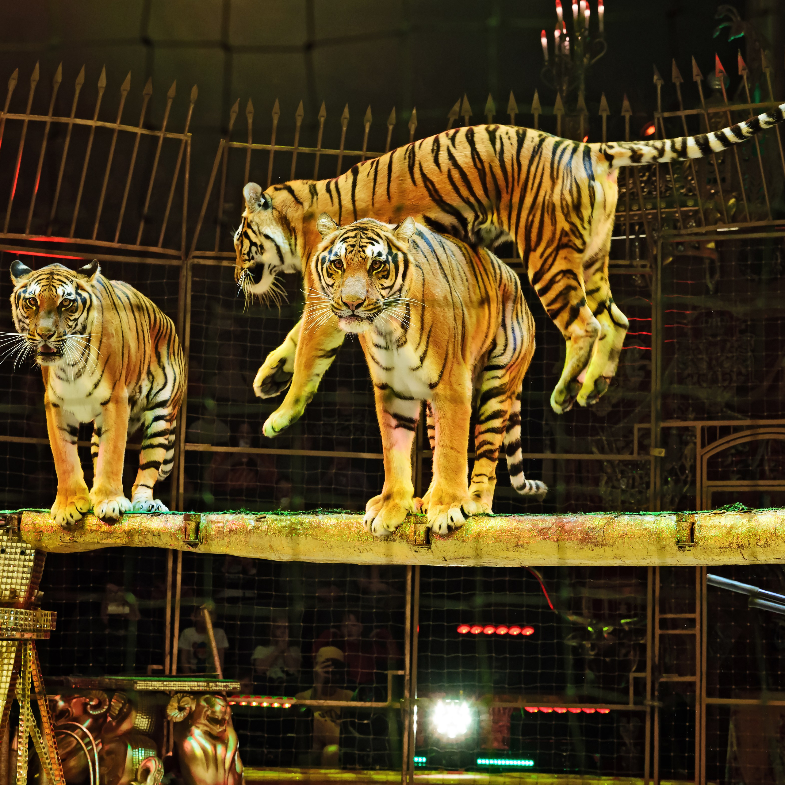 Royal Circus (новые номера). Фотограф Андрей Пухов (Jazz)