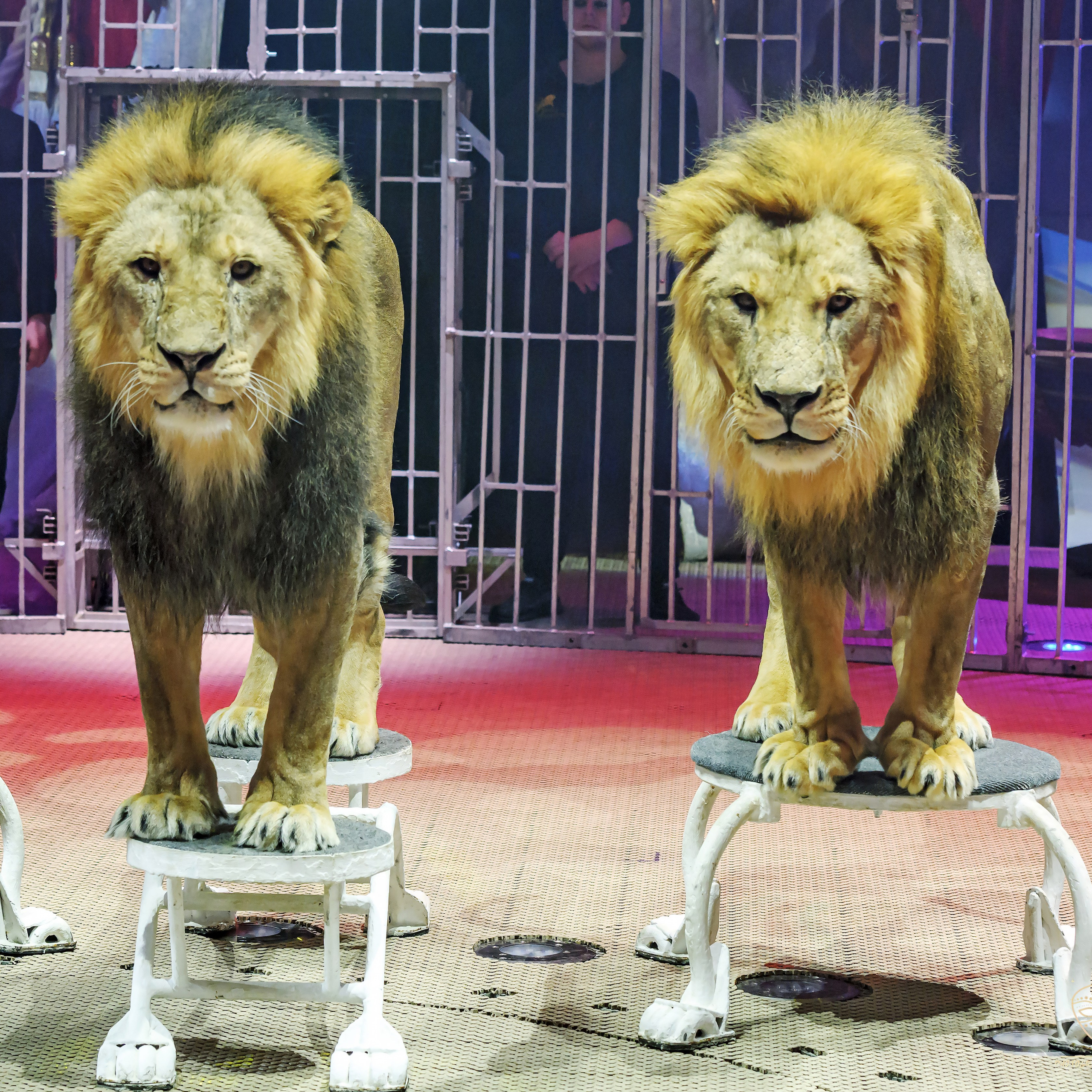 Принц Цирка (Продюсерский центр Влада Гончарова)🎪🦁. Фотограф Андрей Пухов (Jazz)