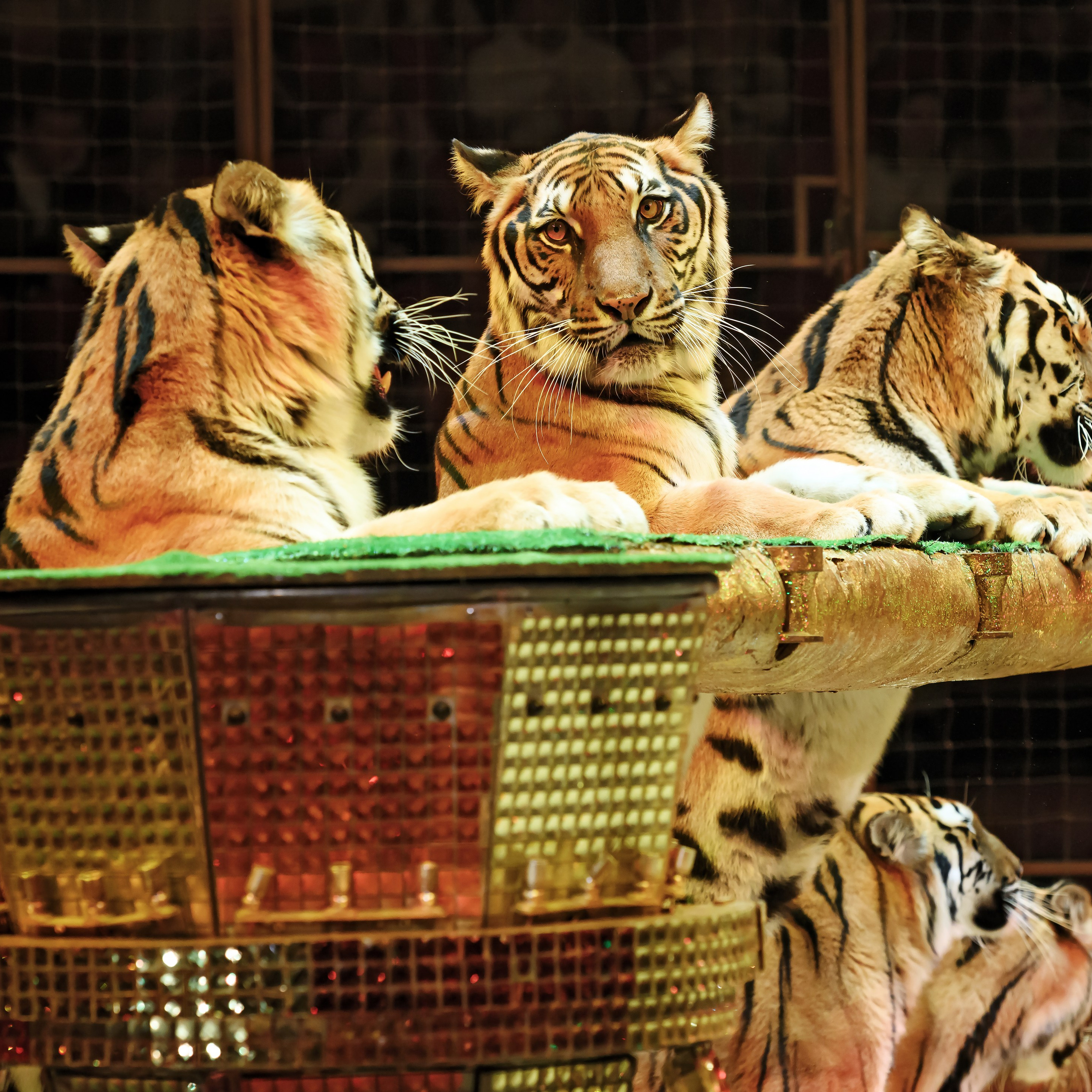 ГРАНДИОЗНОЕ ЦИРКОВОЕ ШОУ ЗАСЛУЖЕННОГО АРТИСТА РОССИИ ГИИ ЭРАДЗЕ. Фотограф Андрей Пухов (Jazz)