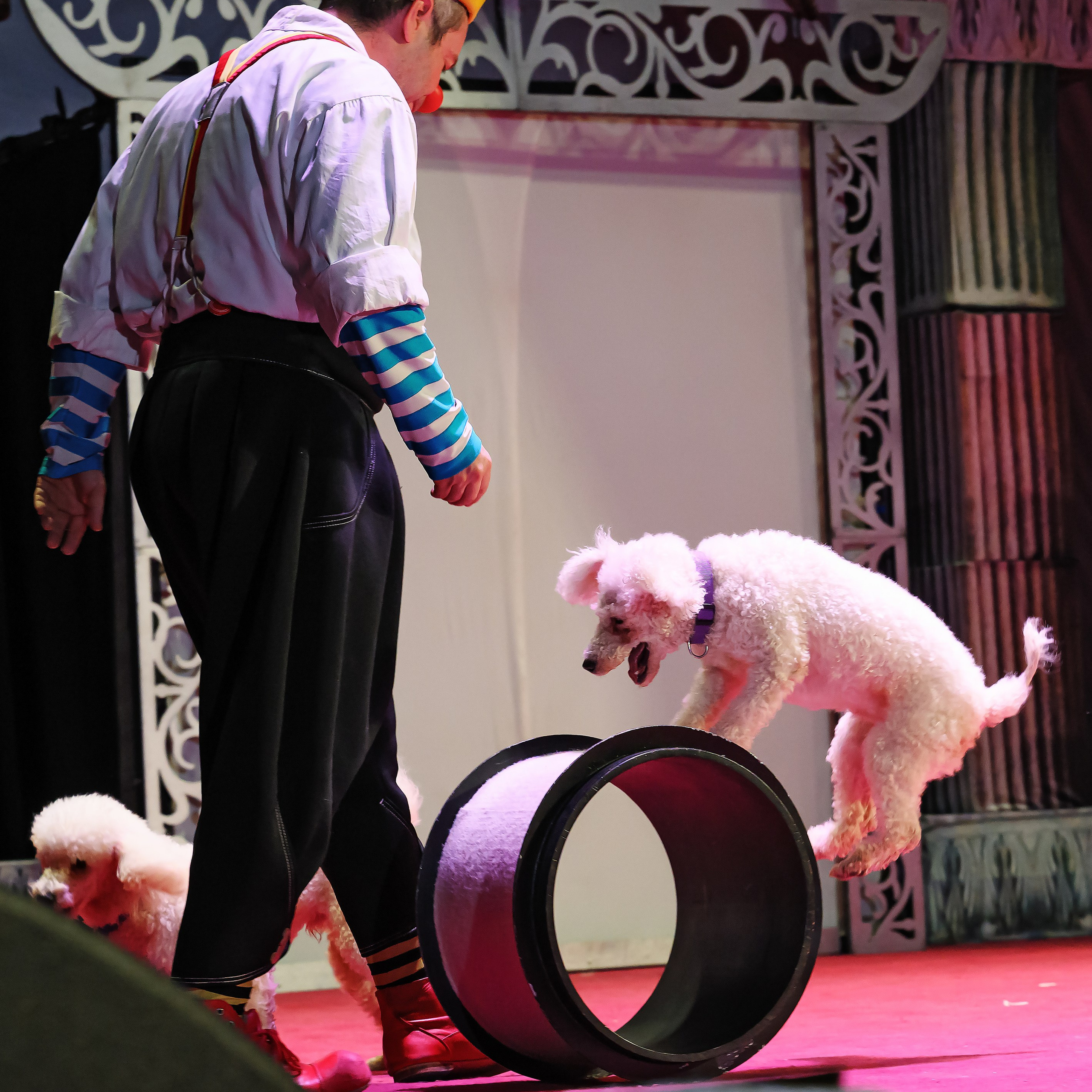 Великий клоун, Народный артист России, Юрий Куклачёв со звёздами эстрады и цирка, уникальный бенефис!. Фотограф Андрей Пухов (Jazz)