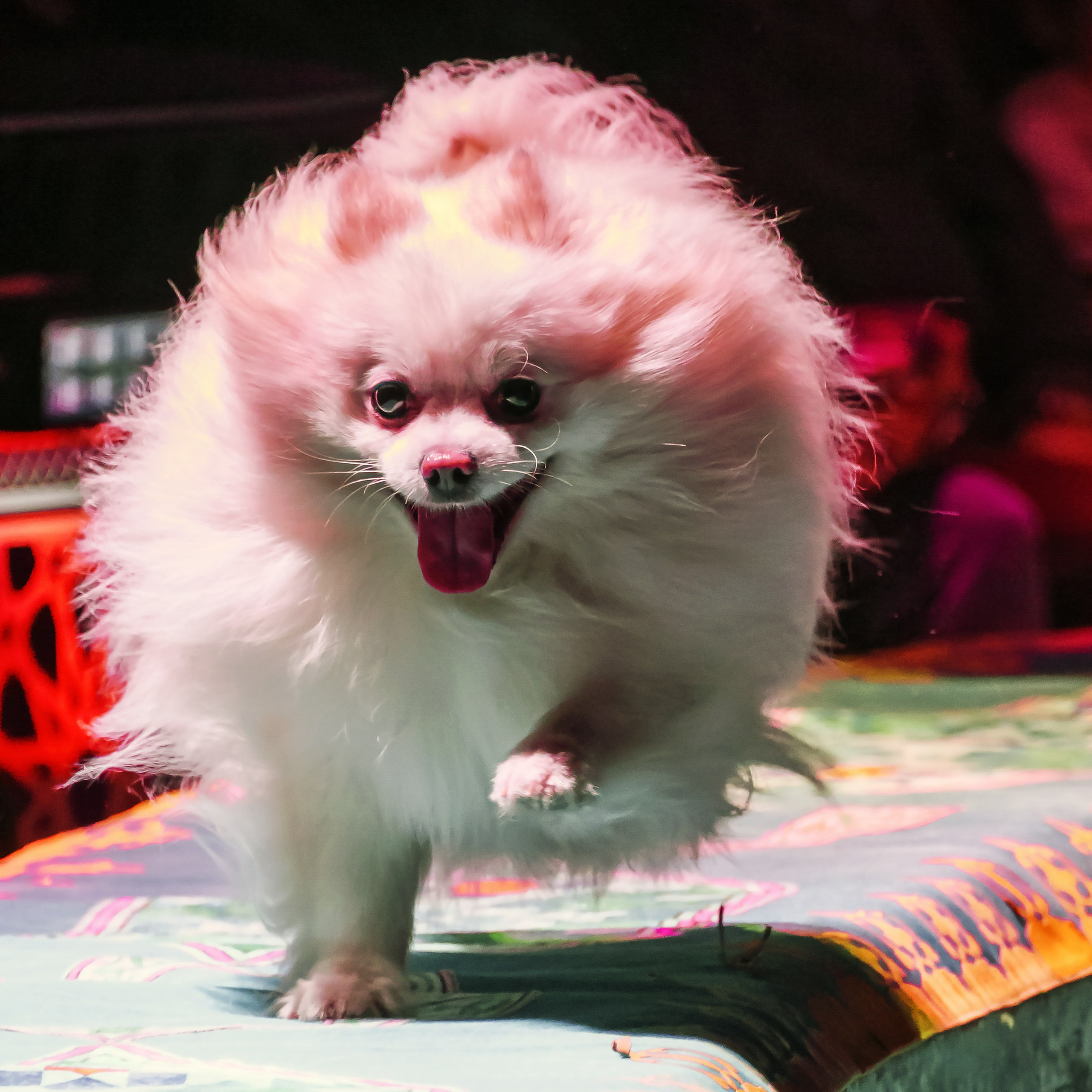 Песчаная сказка Гии Эрадзе — волшебное шоу 🎪, которое должен увидеть каждый, кто ценит красоту🌹, талант 🎭 и умение мечтать 💫. Цирковой фотограф Андрей Пухов (Jazz)