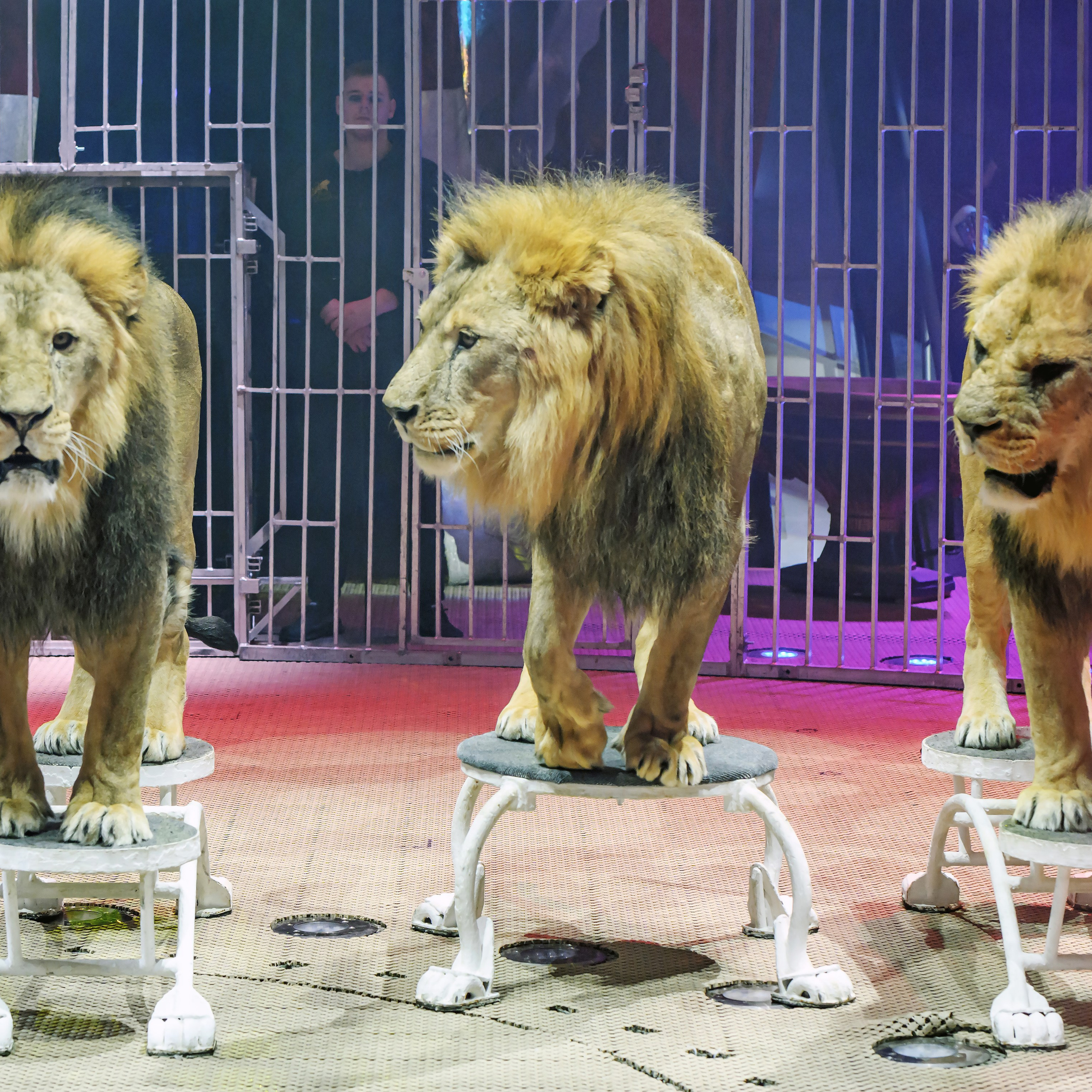 Принц Цирка (Продюсерский центр Влада Гончарова)🎪🦁. Фотограф Андрей Пухов (Jazz)