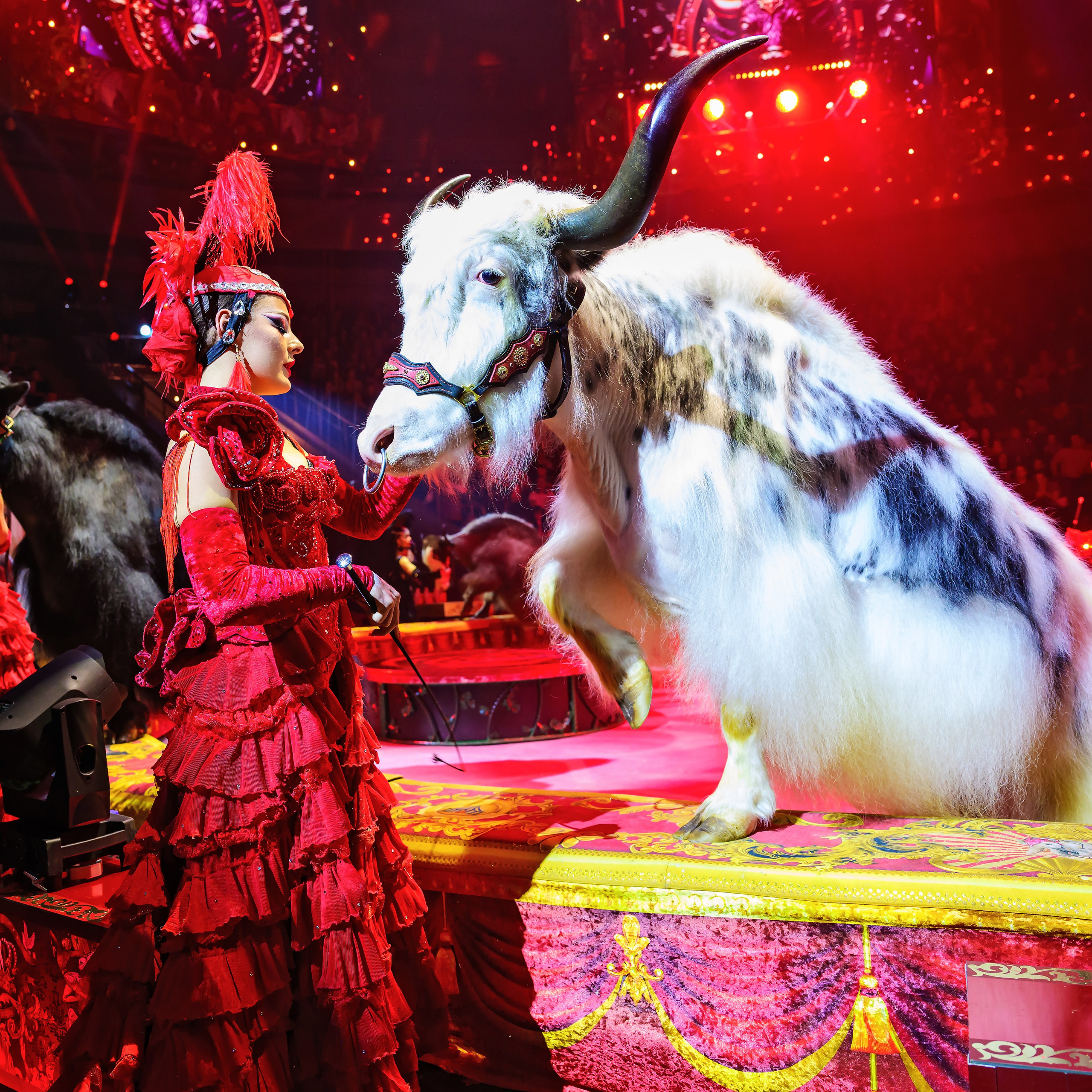 Royal Circus (новые номера). Фотограф Андрей Пухов (Jazz)