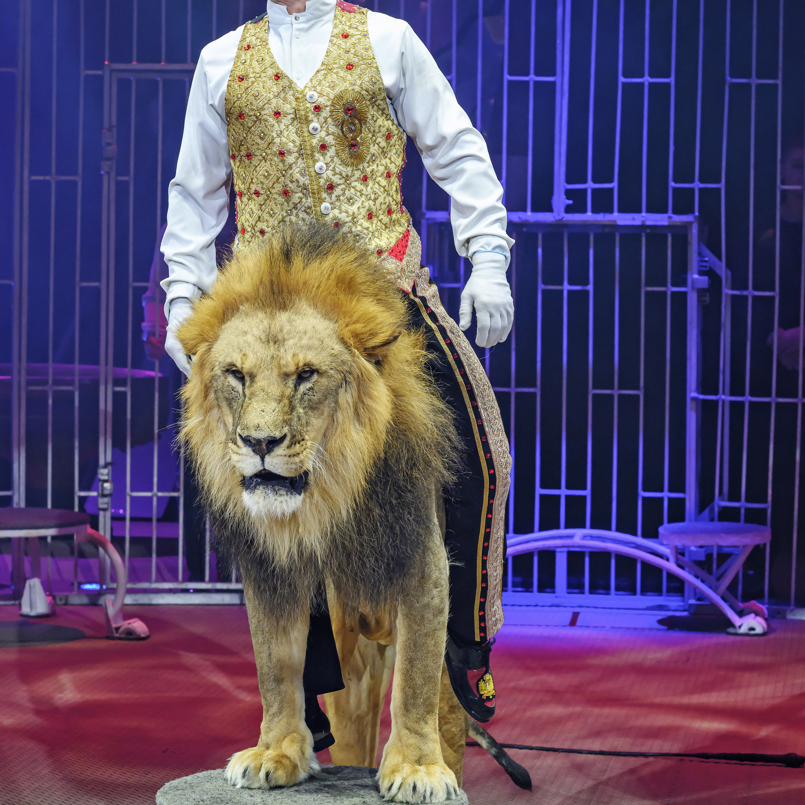 Принц Цирка (Продюсерский центр Влада Гончарова)🎪🦁. Фотограф Андрей Пухов (Jazz)