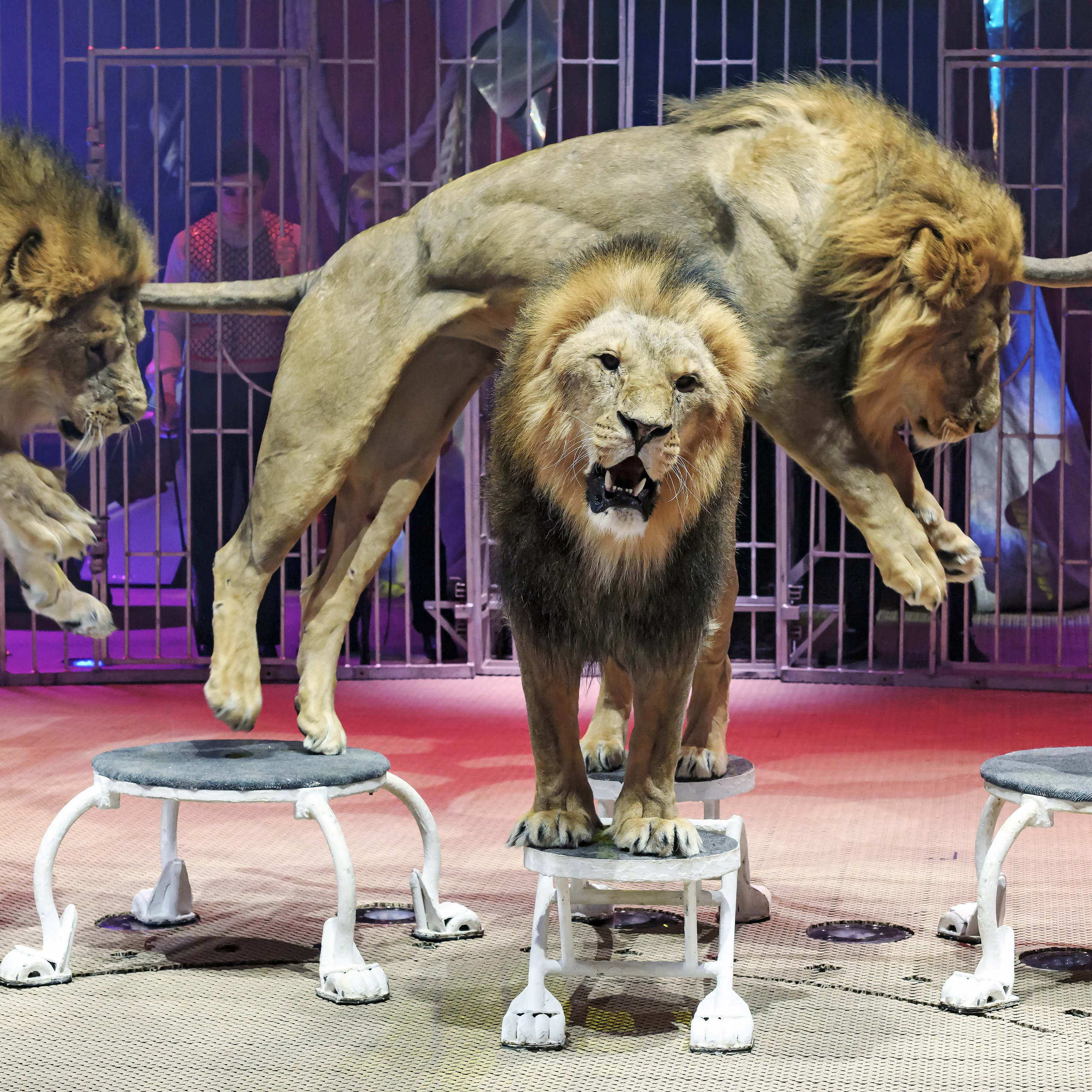 Принц Цирка (Продюсерский центр Влада Гончарова)🎪🦁. Фотограф Андрей Пухов (Jazz)