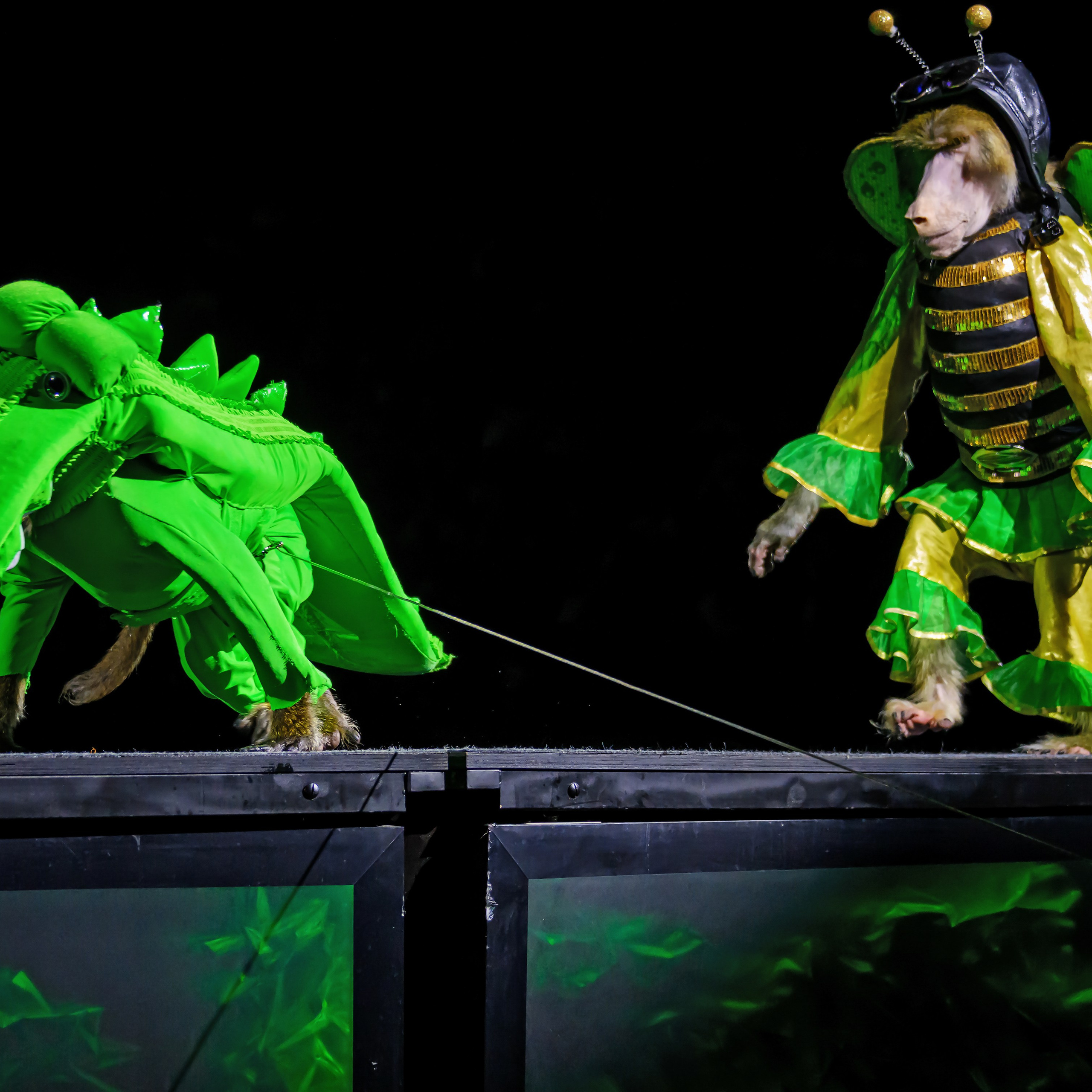 🎪 «Цирк на воде💦 🏰Царство фонтанов**»✨🌊🎭. Фотограф Андрей Пухов (Jazz)