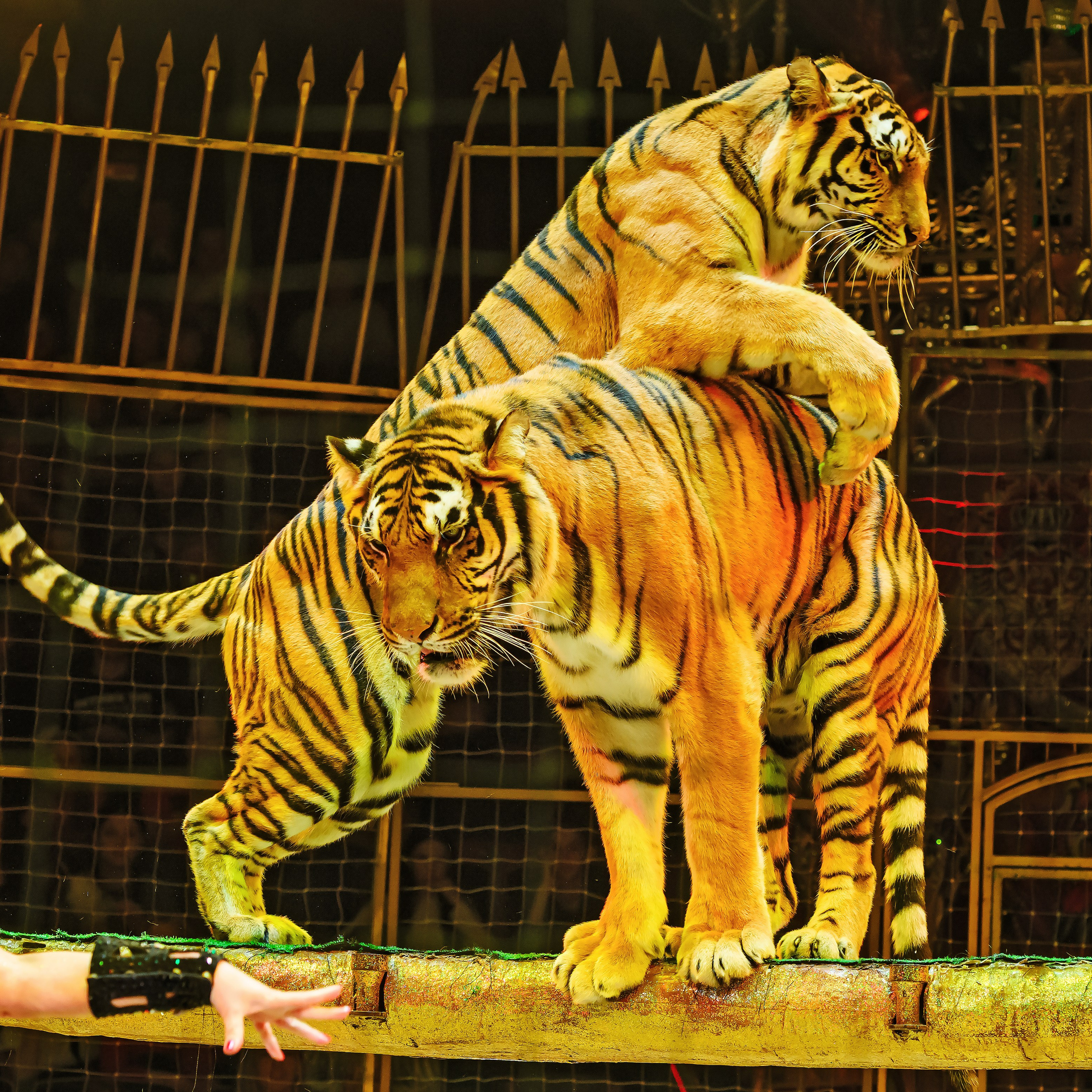 Шоу «Королевский цирк». Фотограф Андрей Пухов (Jazz)