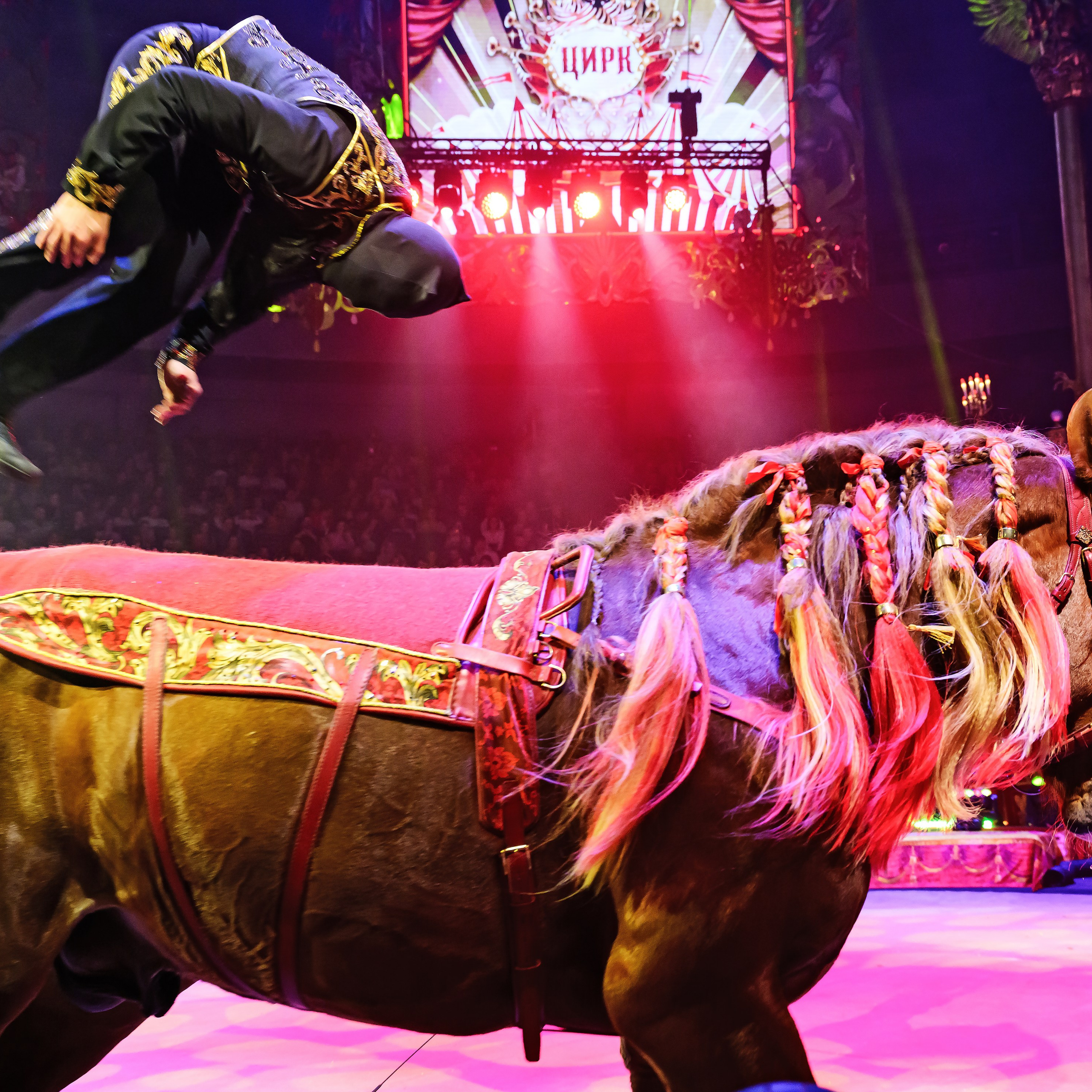 Royal Circus (новые номера). Фотограф Андрей Пухов (Jazz)