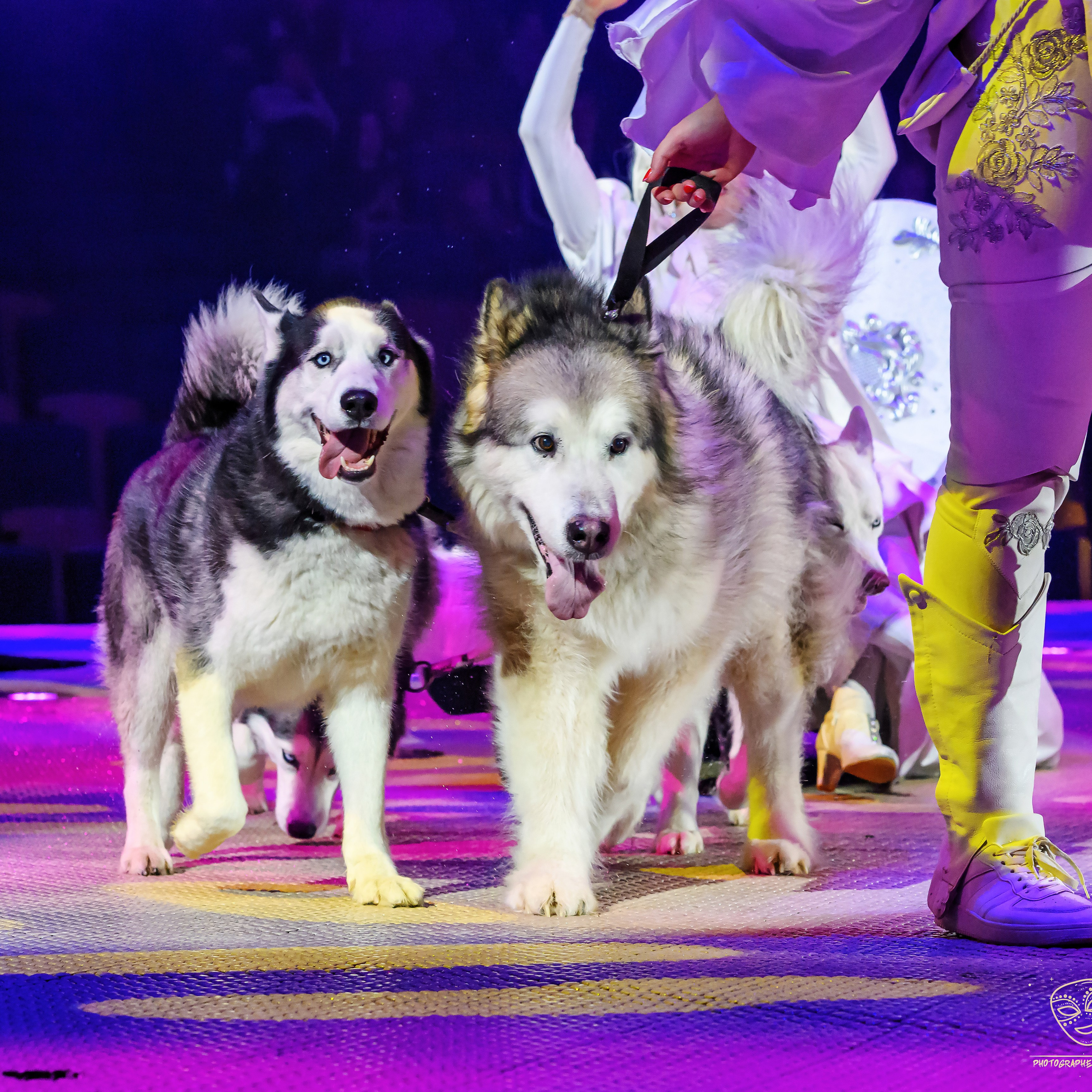 Принц Цирка (Продюсерский центр Влада Гончарова)🎪🦁. Фотограф Андрей Пухов (Jazz)