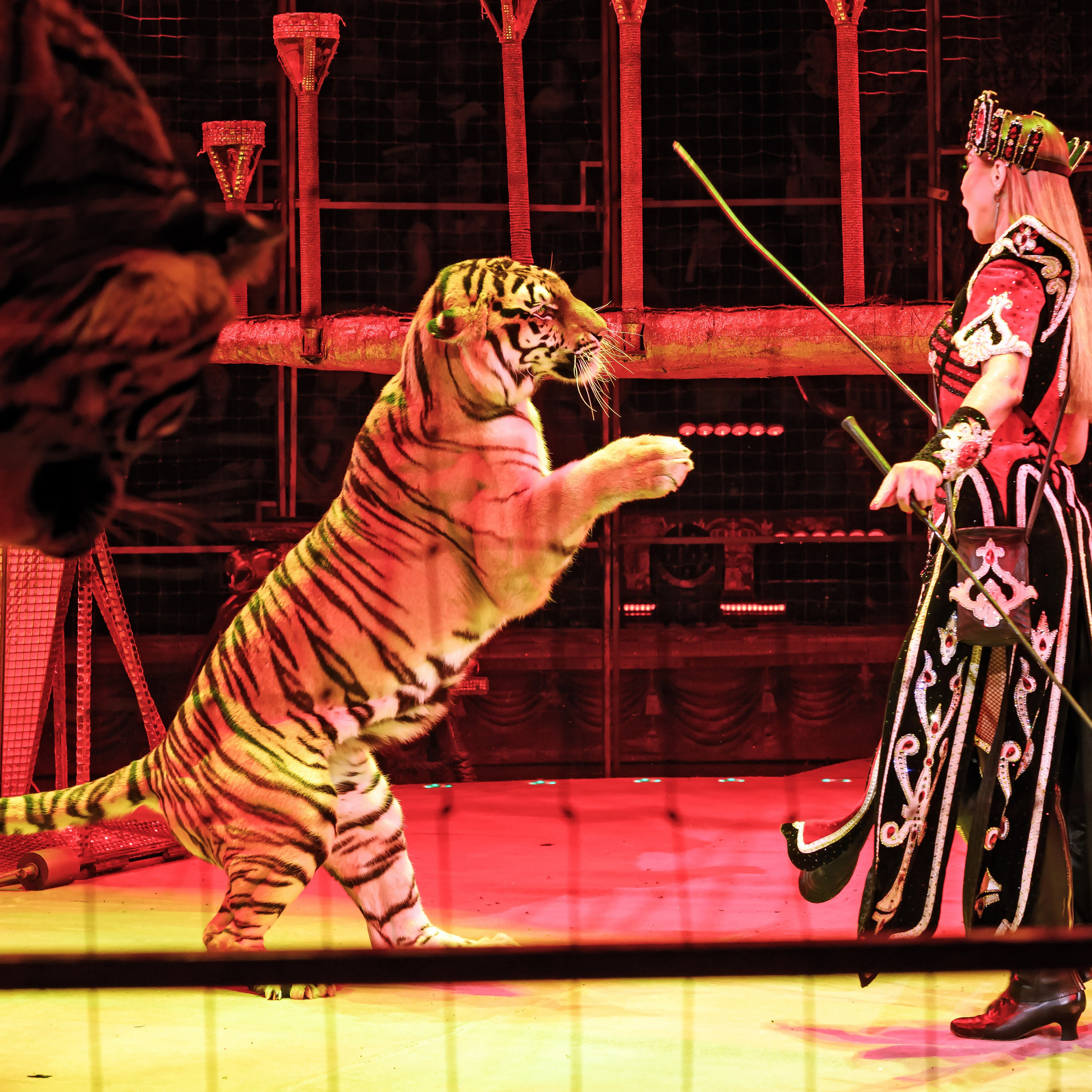 Шоу «Королевский цирк». Фотограф Андрей Пухов (Jazz)