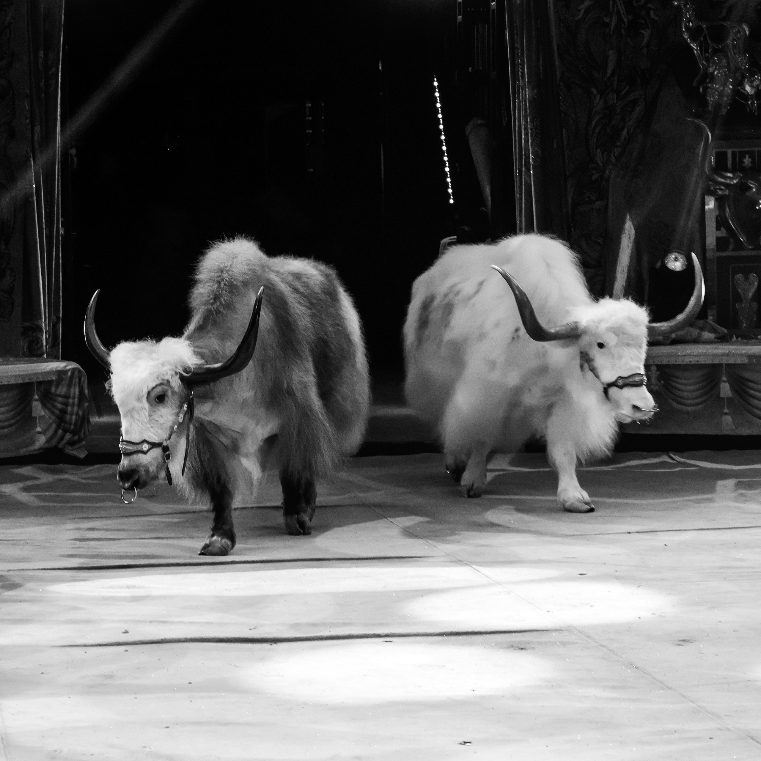 Шоу «Королевский цирк». Фотограф Андрей Пухов (Jazz)