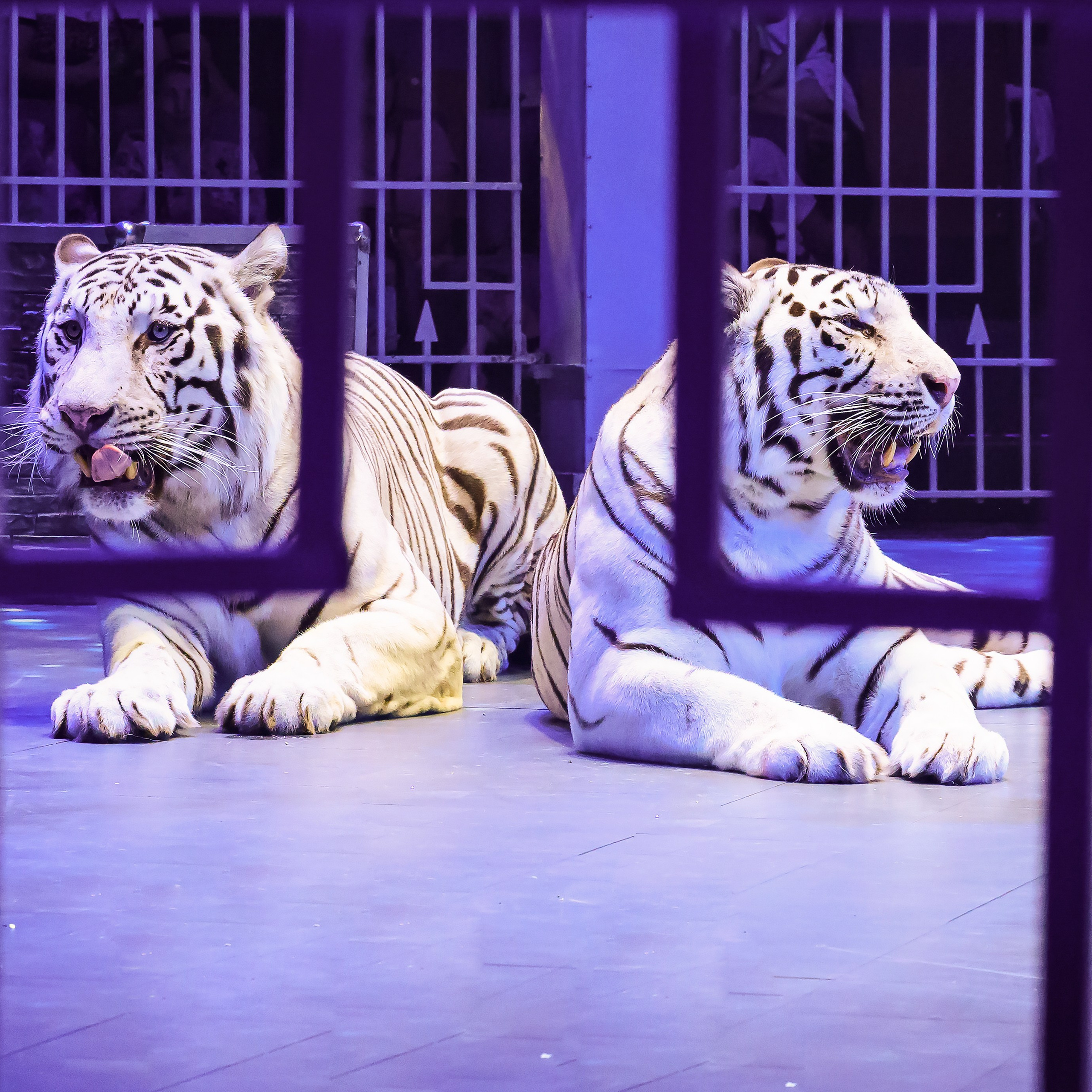 🍭Вкусное шоу «WOW»🍫. Фотограф Андрей Пухов (Jazz)