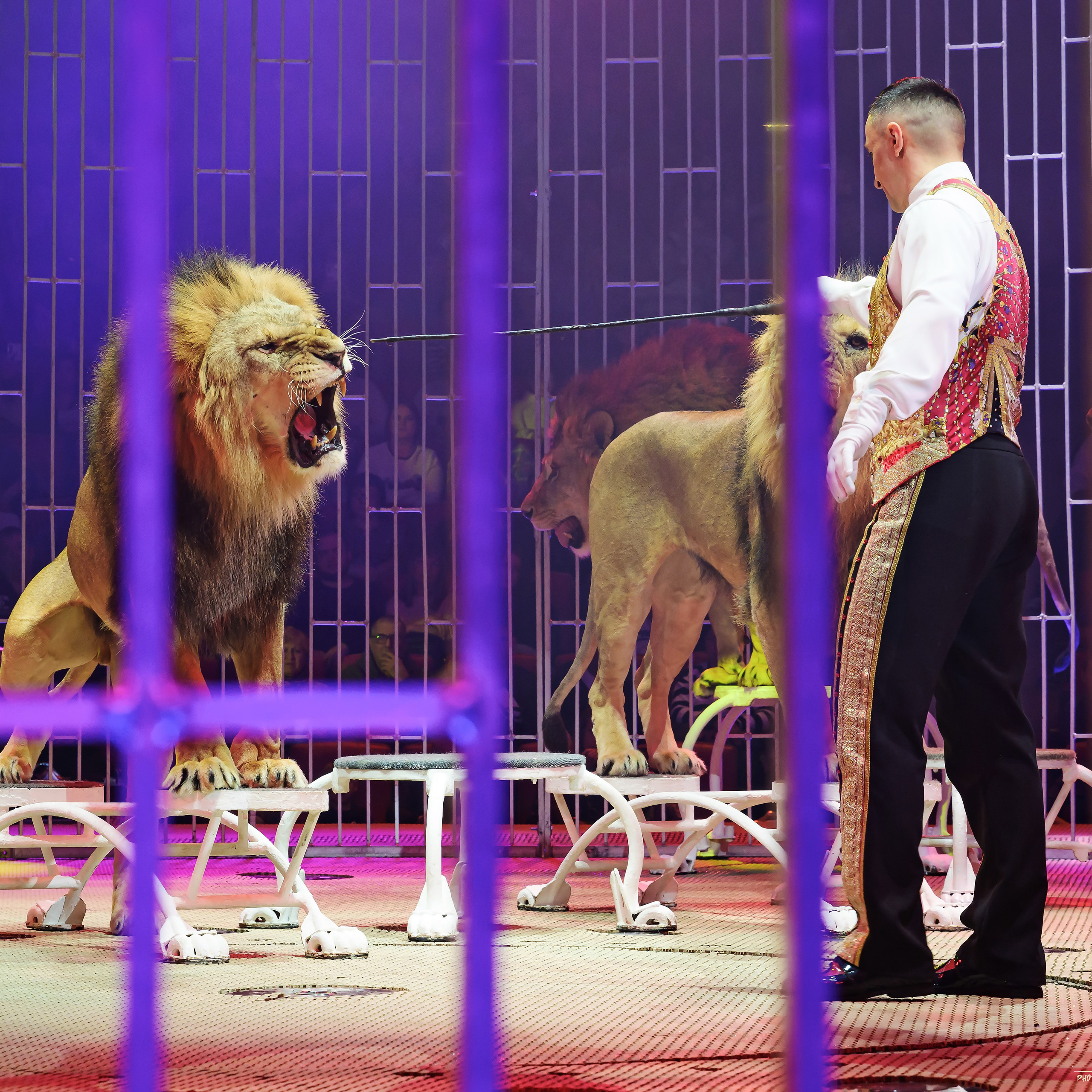 Шоу фонтанов «Принц цирка» 🎪 09.11.2024. Фотограф Андрей Пухов (Jazz)