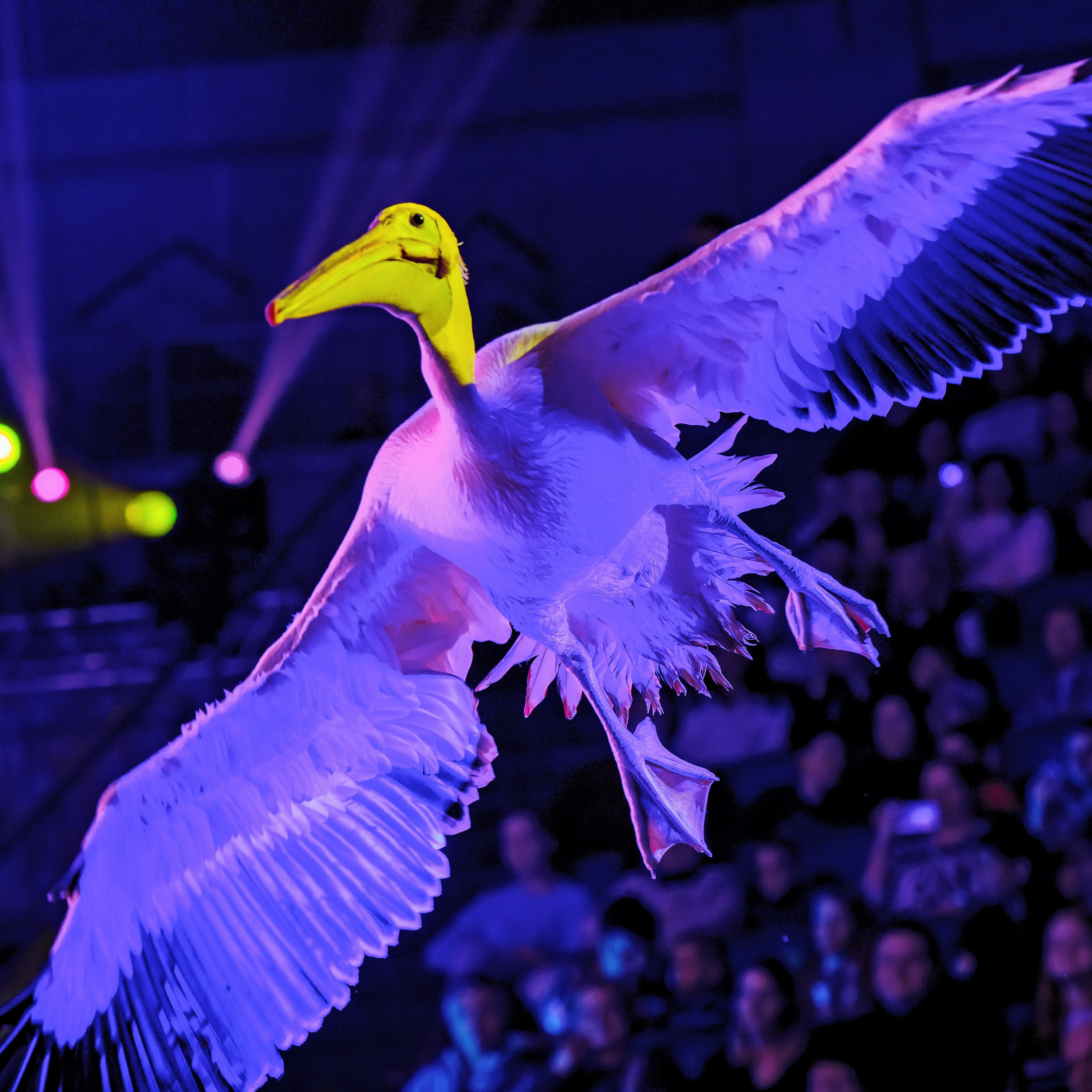 Песчаная сказка — Нижегородский Государственный Цирк (Премьера). Цирковой фотограф Андрей Пухов (Jazz)