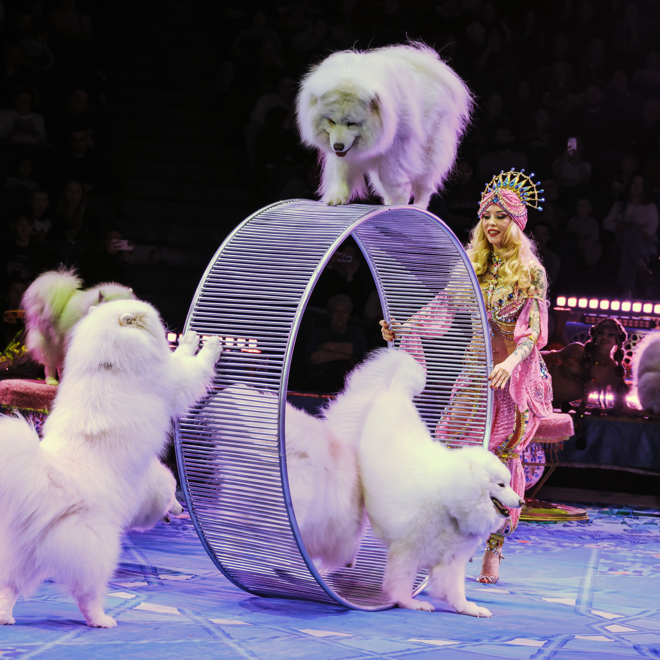 Песчаная сказка Гии Эрадзе — волшебное шоу 🎪, которое должен увидеть каждый, кто ценит красоту🌹, талант 🎭 и умение мечтать 💫. Цирковой фотограф Андрей Пухов (Jazz)