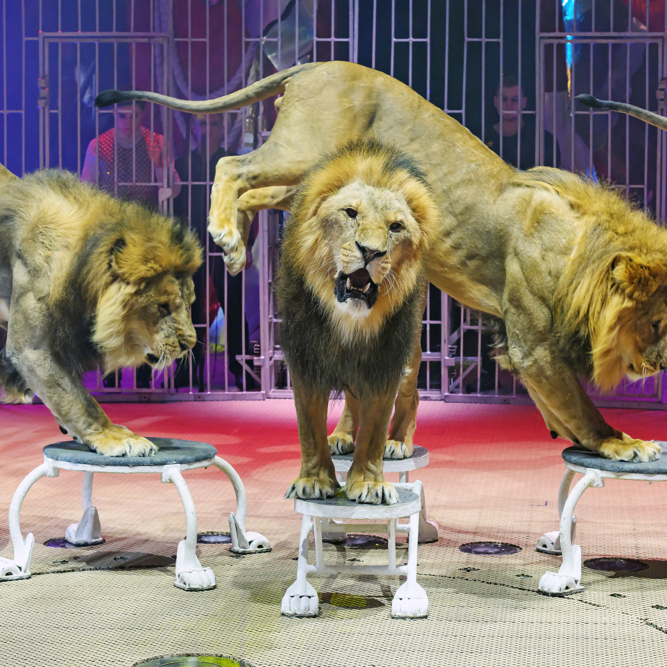 Принц Цирка (Продюсерский центр Влада Гончарова)🎪🦁. Фотограф Андрей Пухов (Jazz)