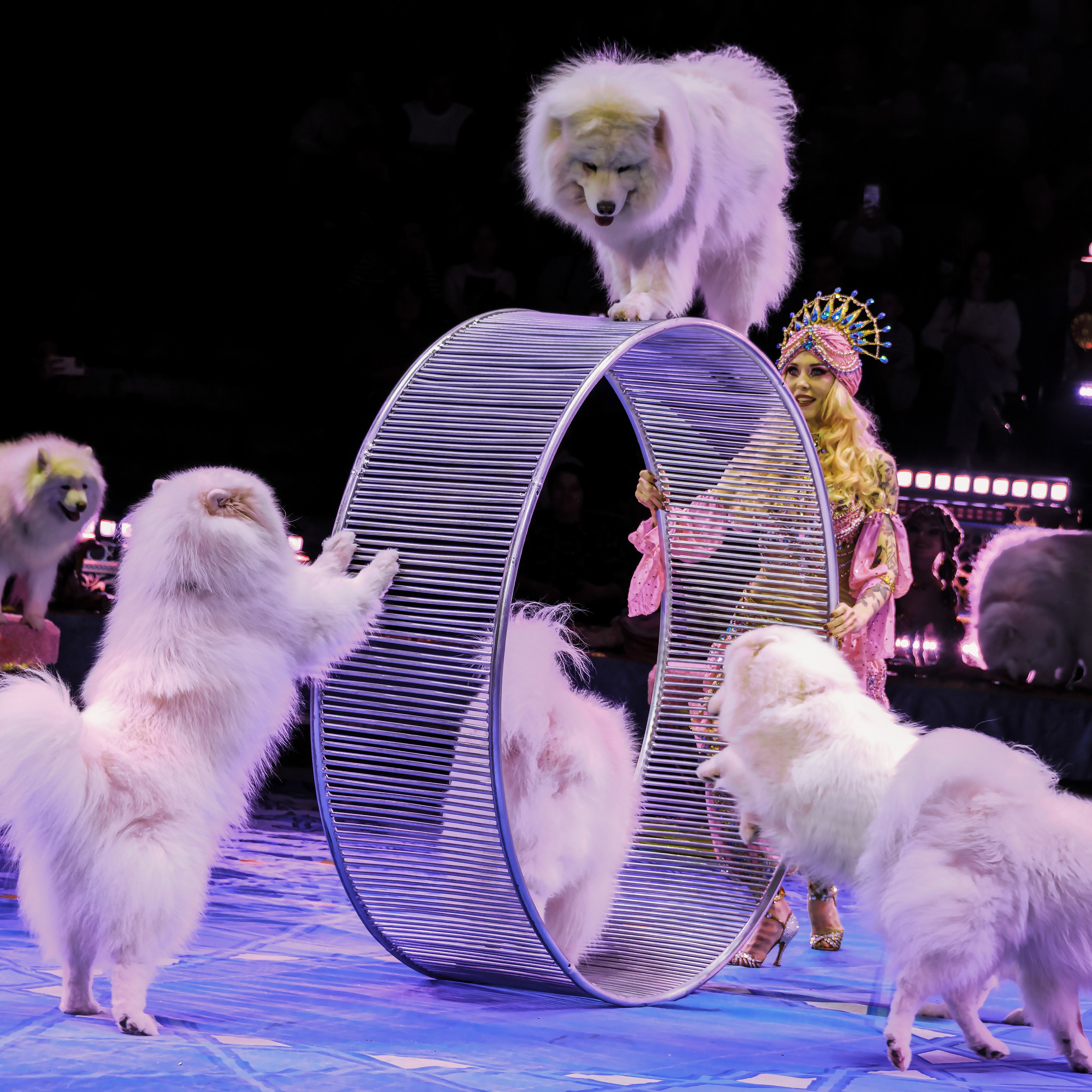 Песчаная сказка Гии Эрадзе — волшебное шоу 🎪, которое должен увидеть каждый, кто ценит красоту🌹, талант 🎭 и умение мечтать 💫. Цирковой фотограф Андрей Пухов (Jazz)