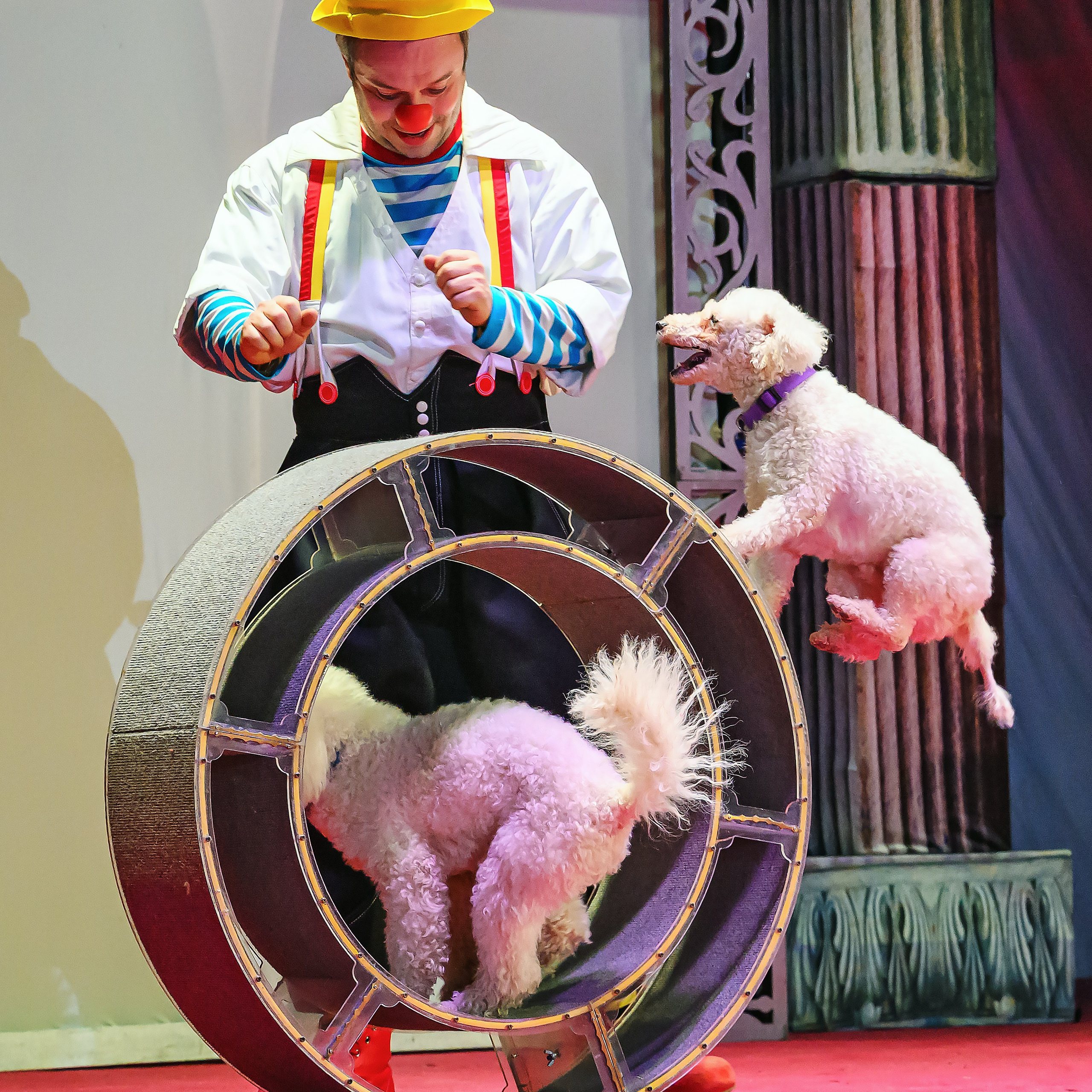 Великий клоун, Народный артист России, Юрий Куклачёв со звёздами эстрады и цирка, уникальный бенефис!. Фотограф Андрей Пухов (Jazz)