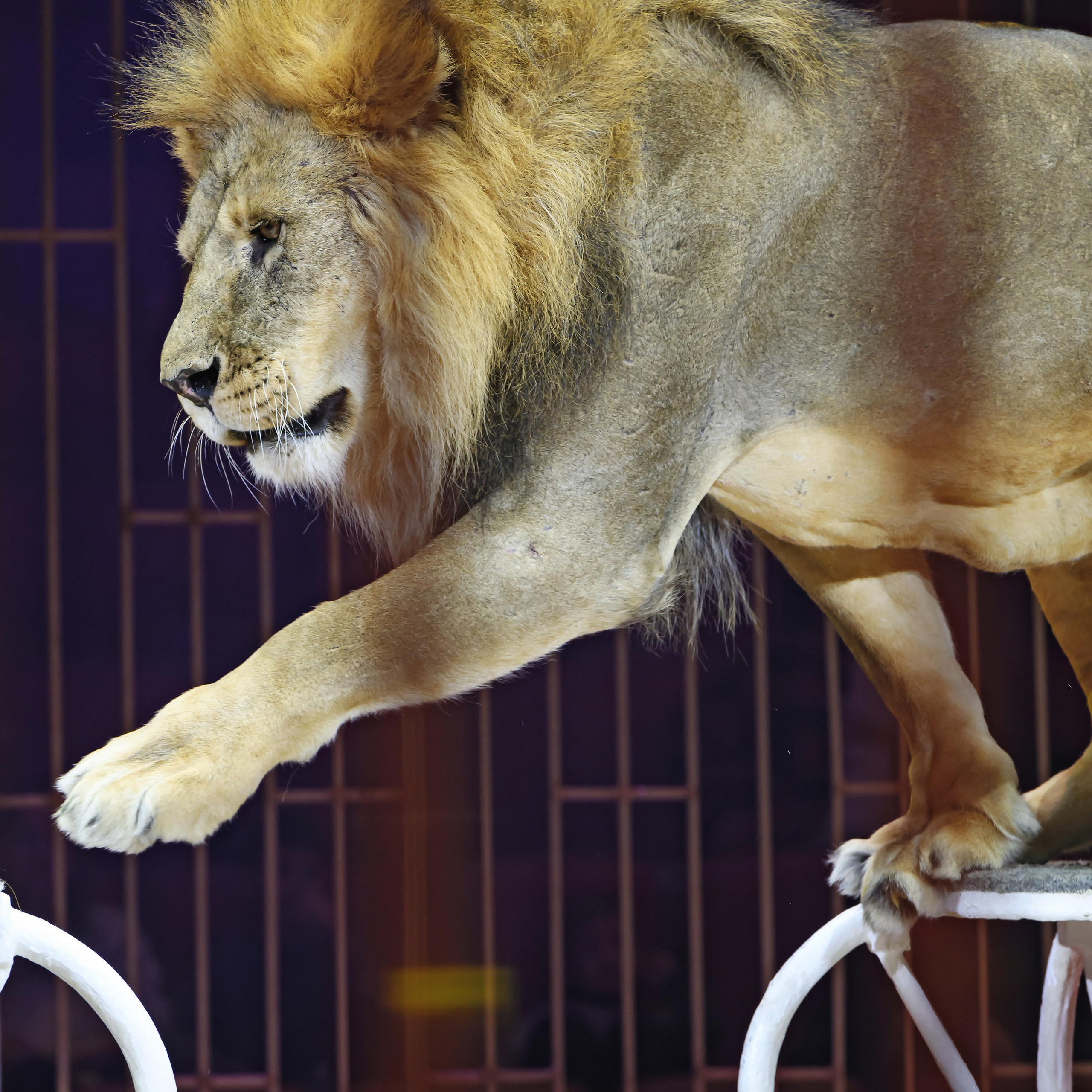 Принц Цирка (Продюсерский центр Влада Гончарова)🎪🦁. Фотограф Андрей Пухов (Jazz)