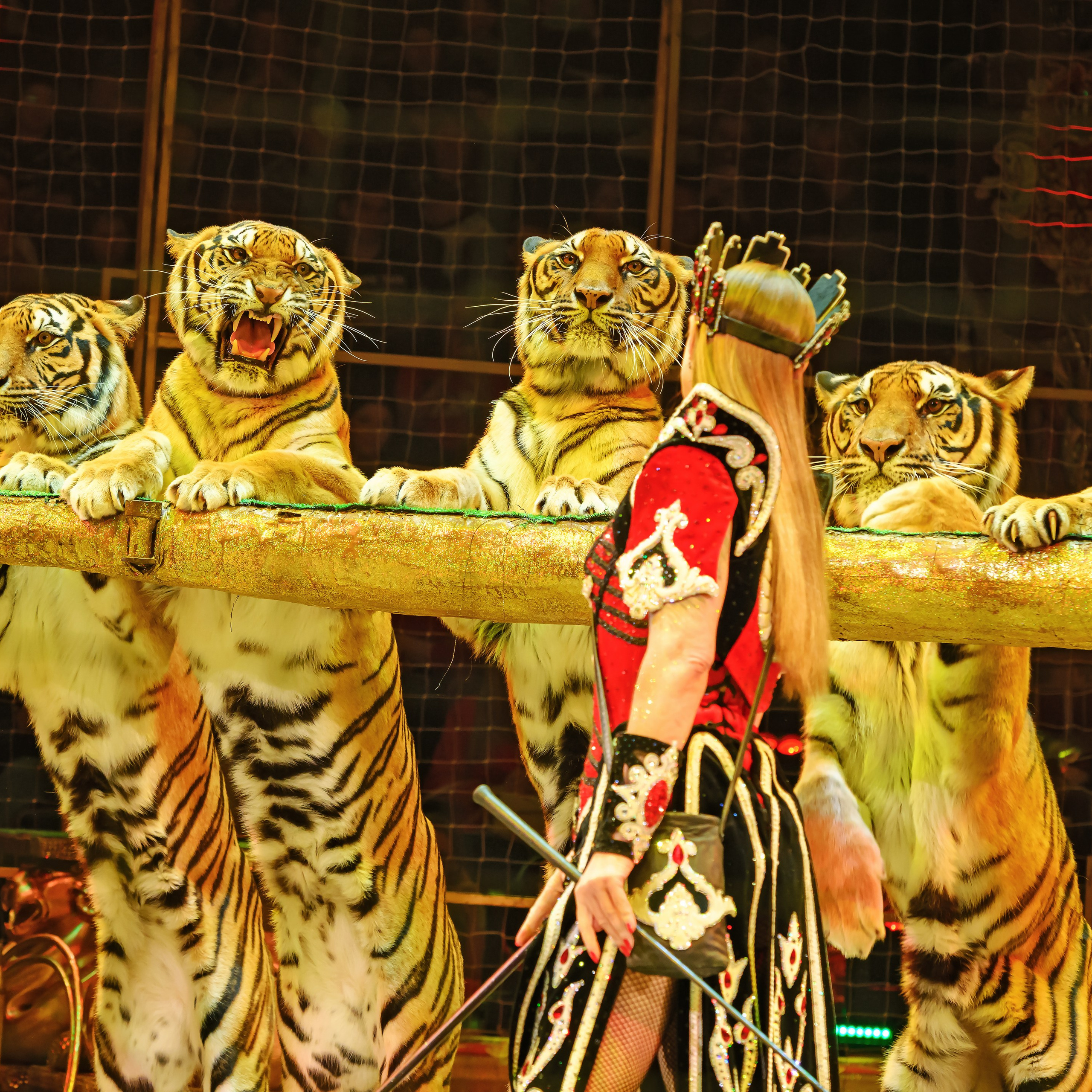 Шоу «Королевский цирк». Фотограф Андрей Пухов (Jazz)