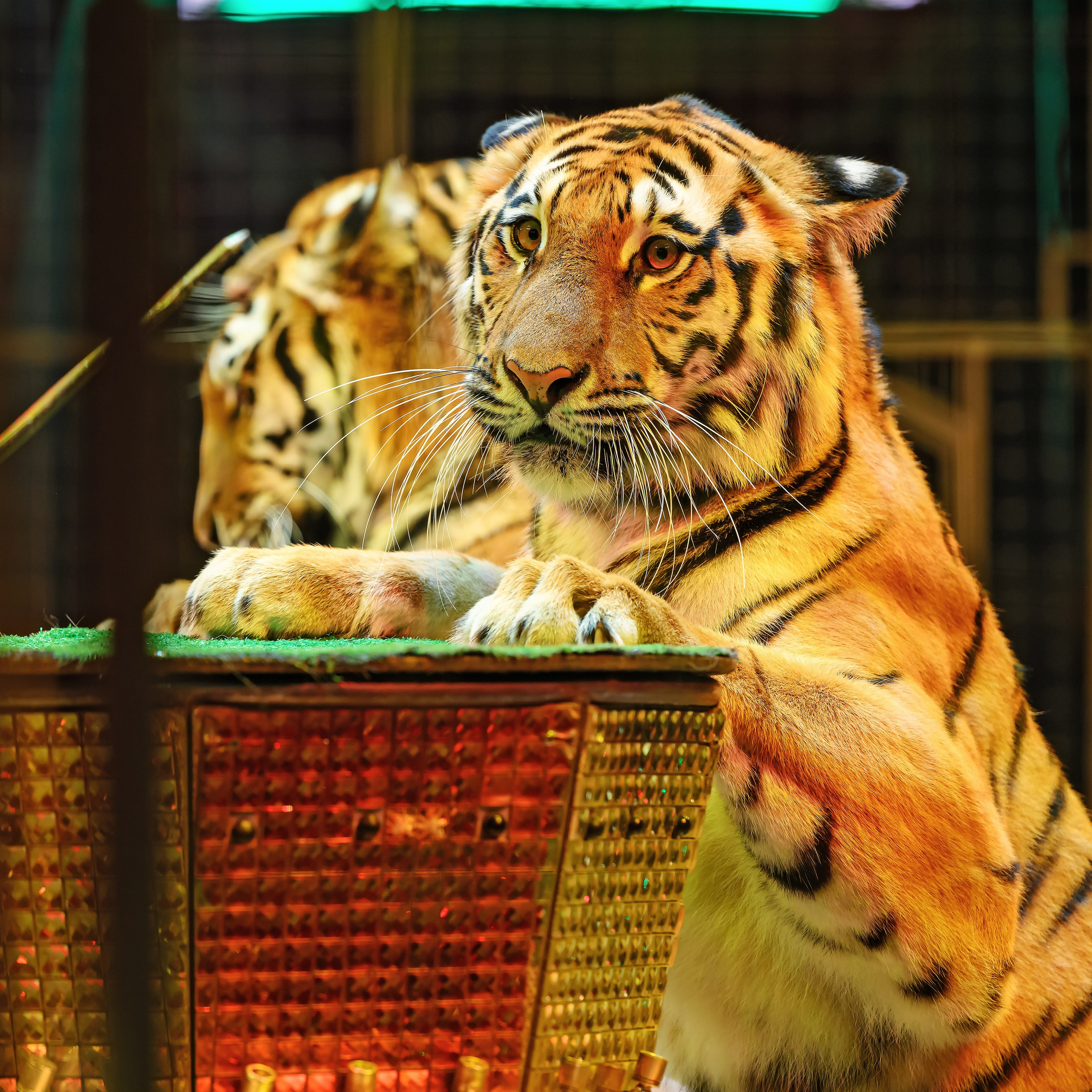 Шоу «Королевский цирк». Фотограф Андрей Пухов (Jazz)